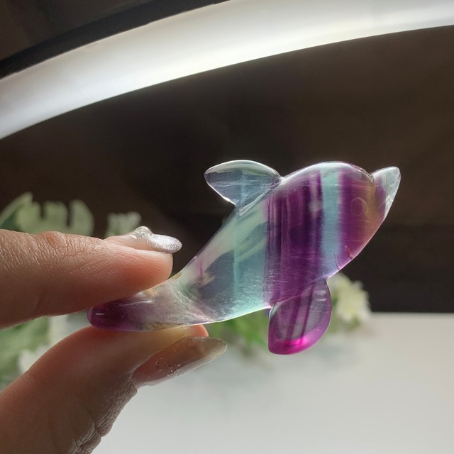 大家族☆海のアニマル♪♪フローライトイルカ☆