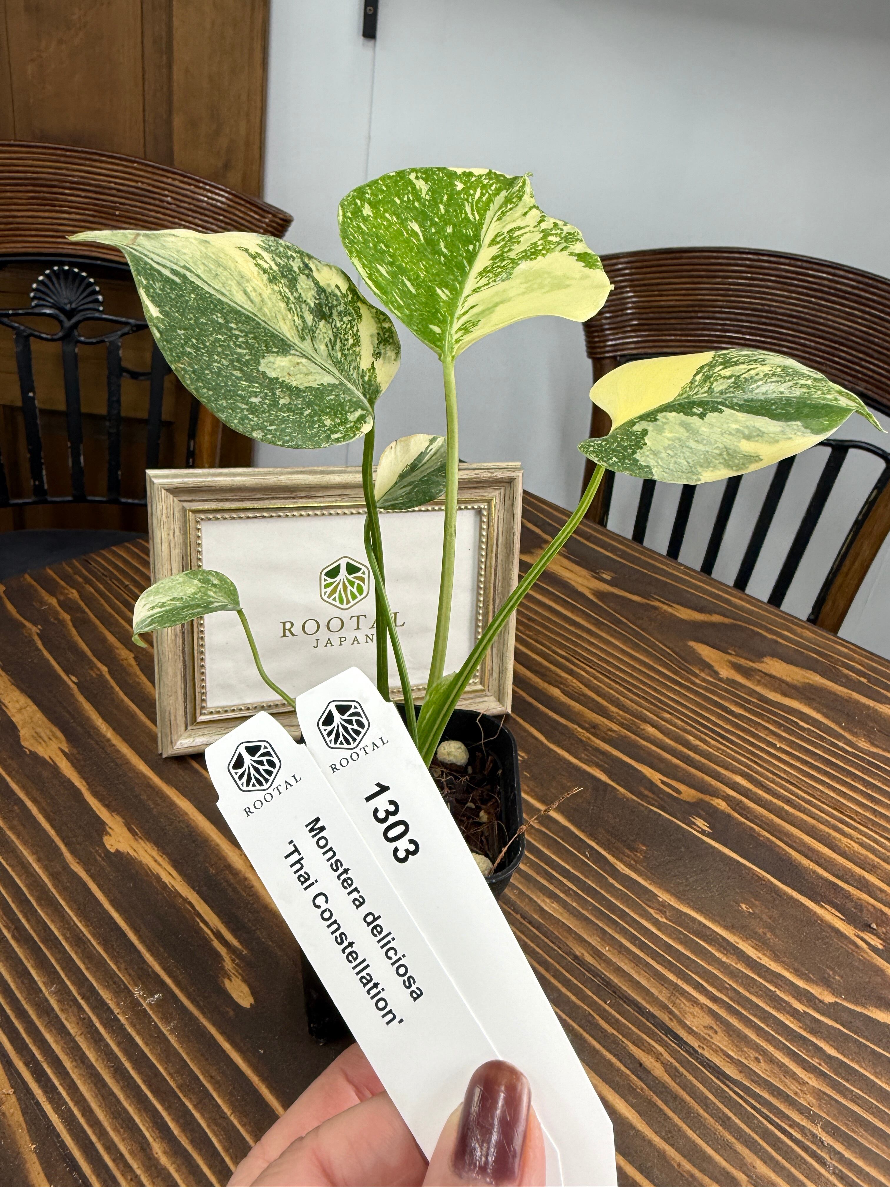 【厳選】モンステラ　デリシオーサタイコンステレーション3号　プレステラロング⑥ 厳選】モンステラ デリシオーサタイコンステレーション3号