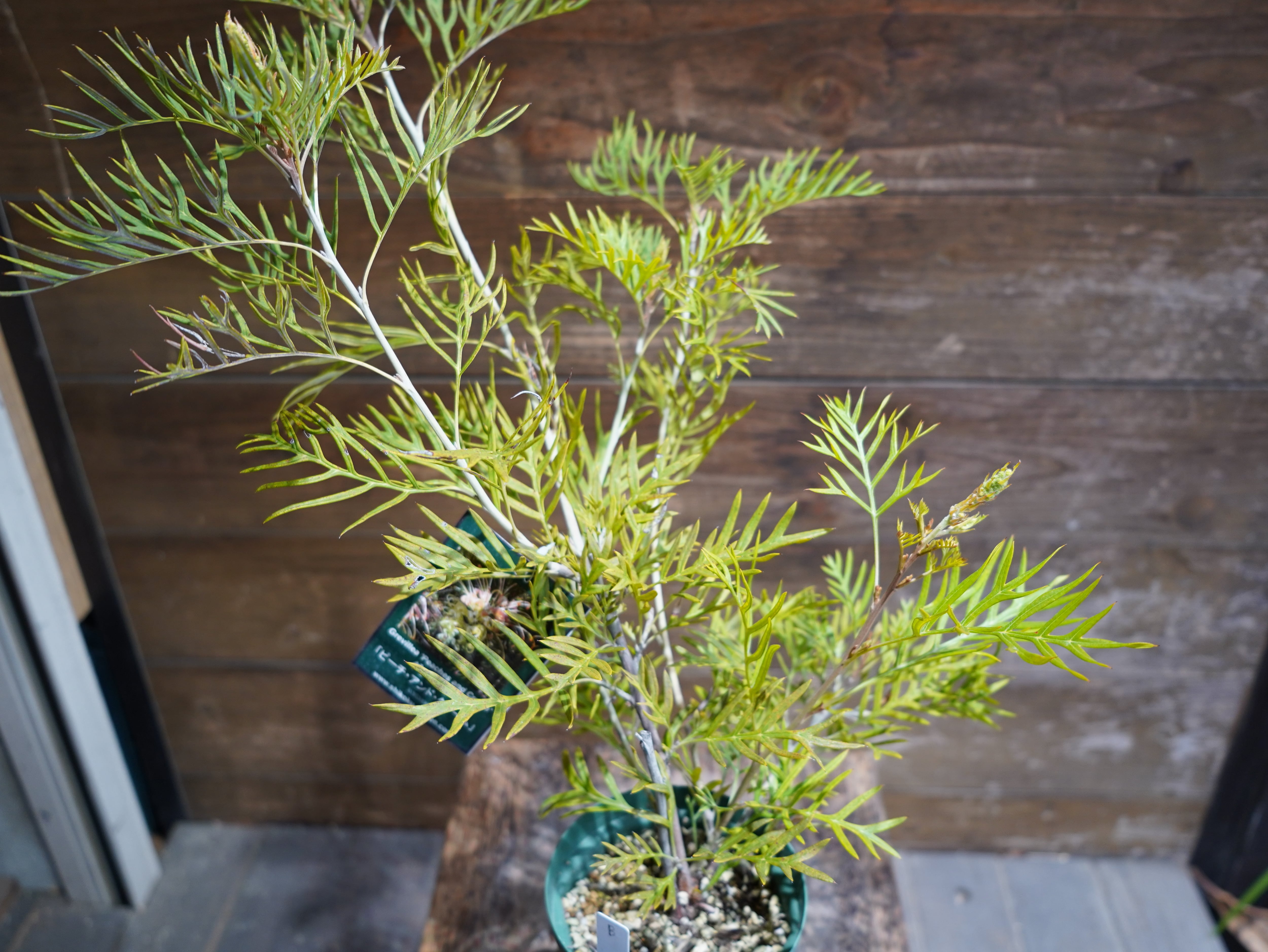 【現物】グレビレア　”ピーチアンドクリーム”　B