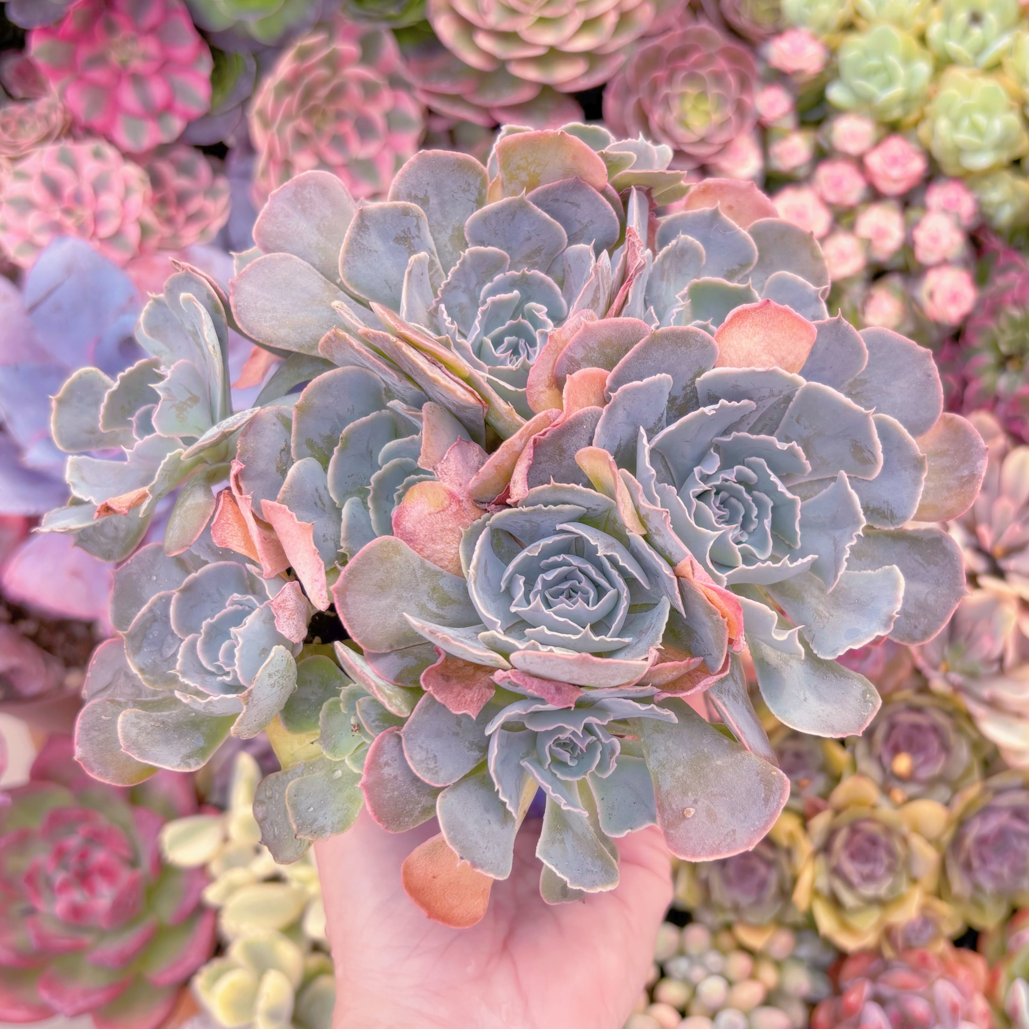 現品　スワンレイク#K025　大群生　るる農園