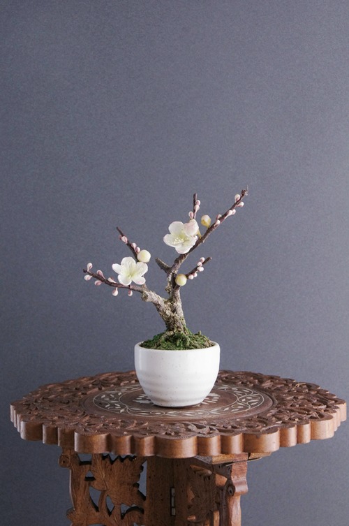 盆栽 梅 Plum Tree Bonsai #35（鉢変更）