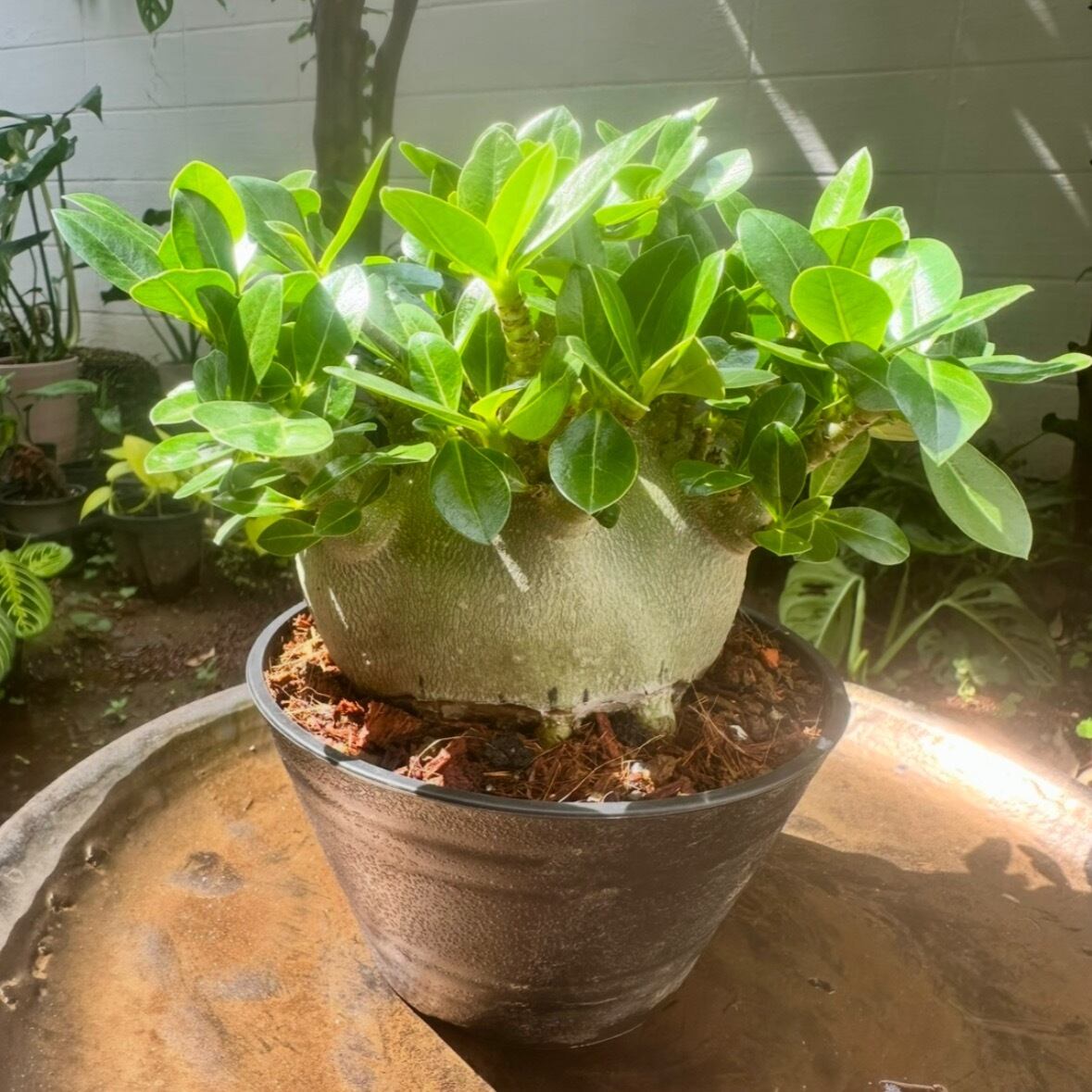 6L 〚植物と一緒に育てる土 