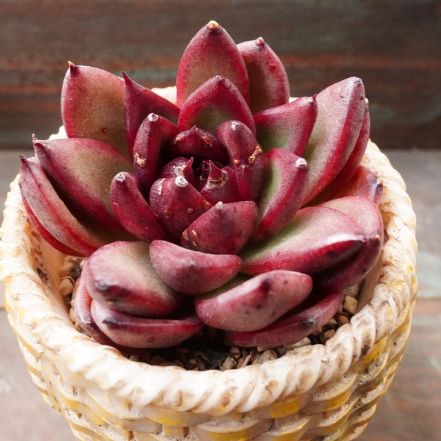 お買い得【チョコジェリー】韓国多肉　エケベリア