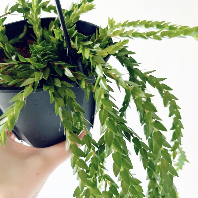 《希少》フペルジア スワンテイル ハンギング 観葉植物 calm cafe