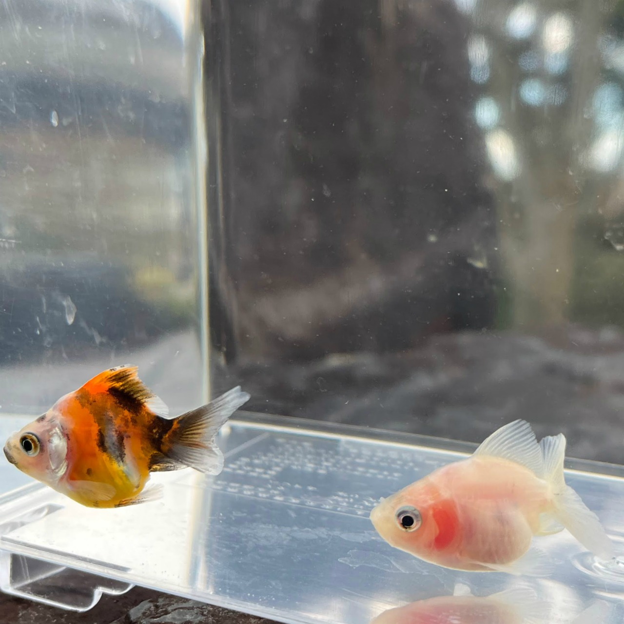 (金魚)だるま琉金 おまかせ色ミックス (1匹)【生体】