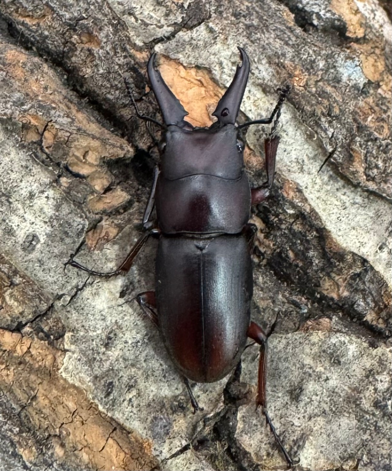 【WD】《ミスティクスノコギリ 26mm ペア》