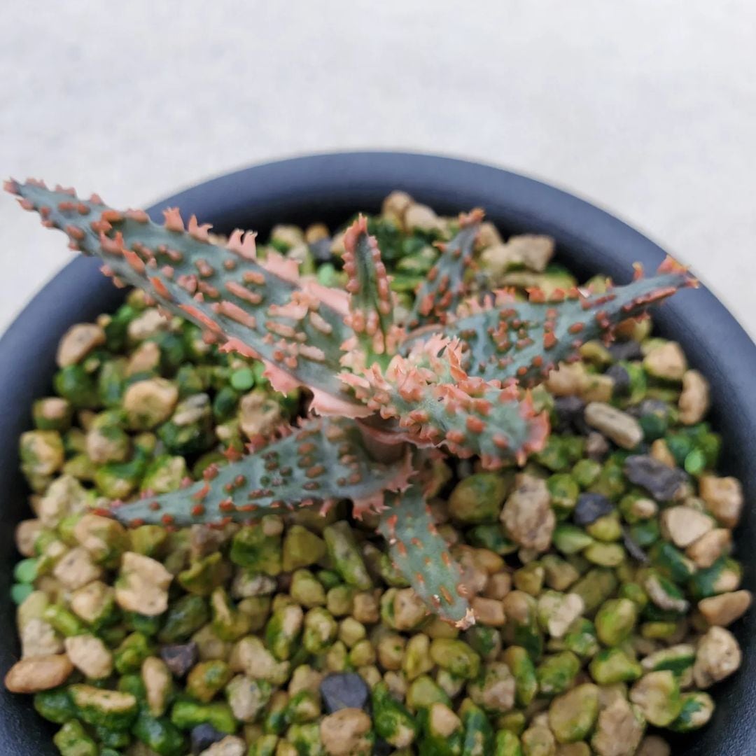 F00016_Aloe 