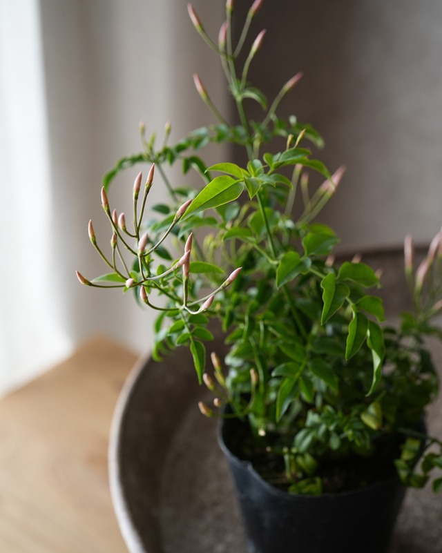 ハゴロモジャスミン （緑葉、薄ピンク蕾）　３号