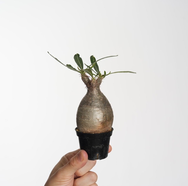 パキポディウム グラキリス no.4〈発根済み〉