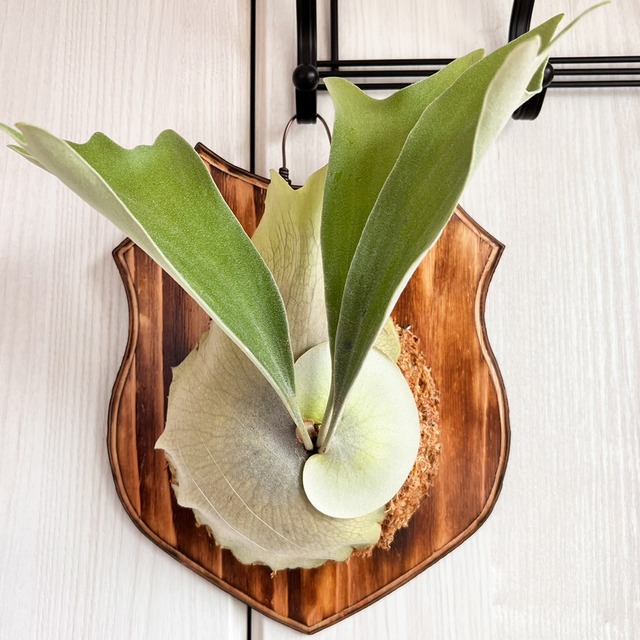 ビカクシダ ネザーランド 板付 【観葉植物 室内 コウモリラン】