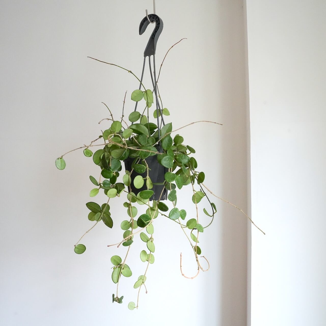 送料込み】観葉植物 ホヤ マチルダ 4号サイズ プラ吊り鉢 | 草陽香