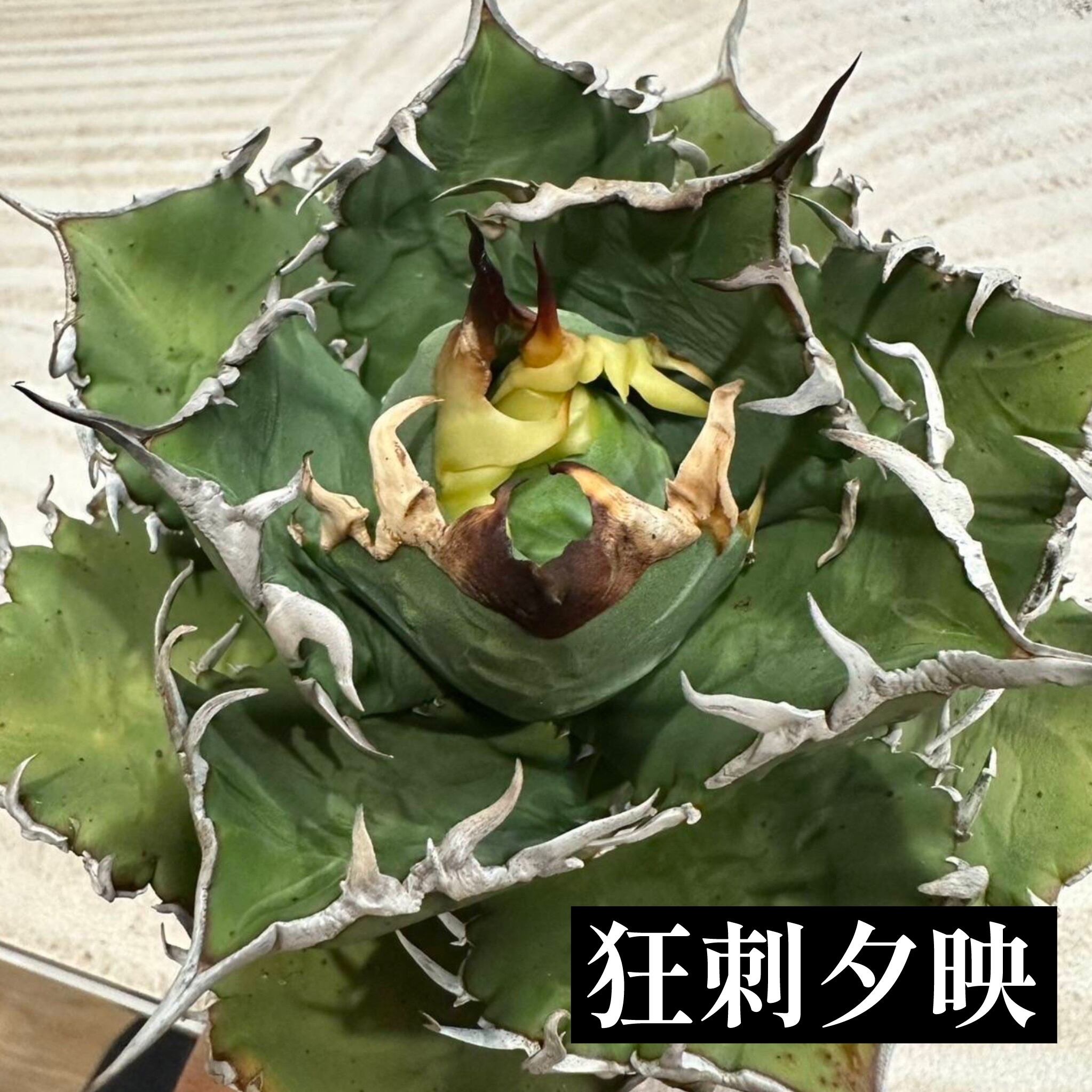 アガベ チタノタ 福建白鯨(狂刺夕映)【150】 | PROTOLEAF プロトリーフ