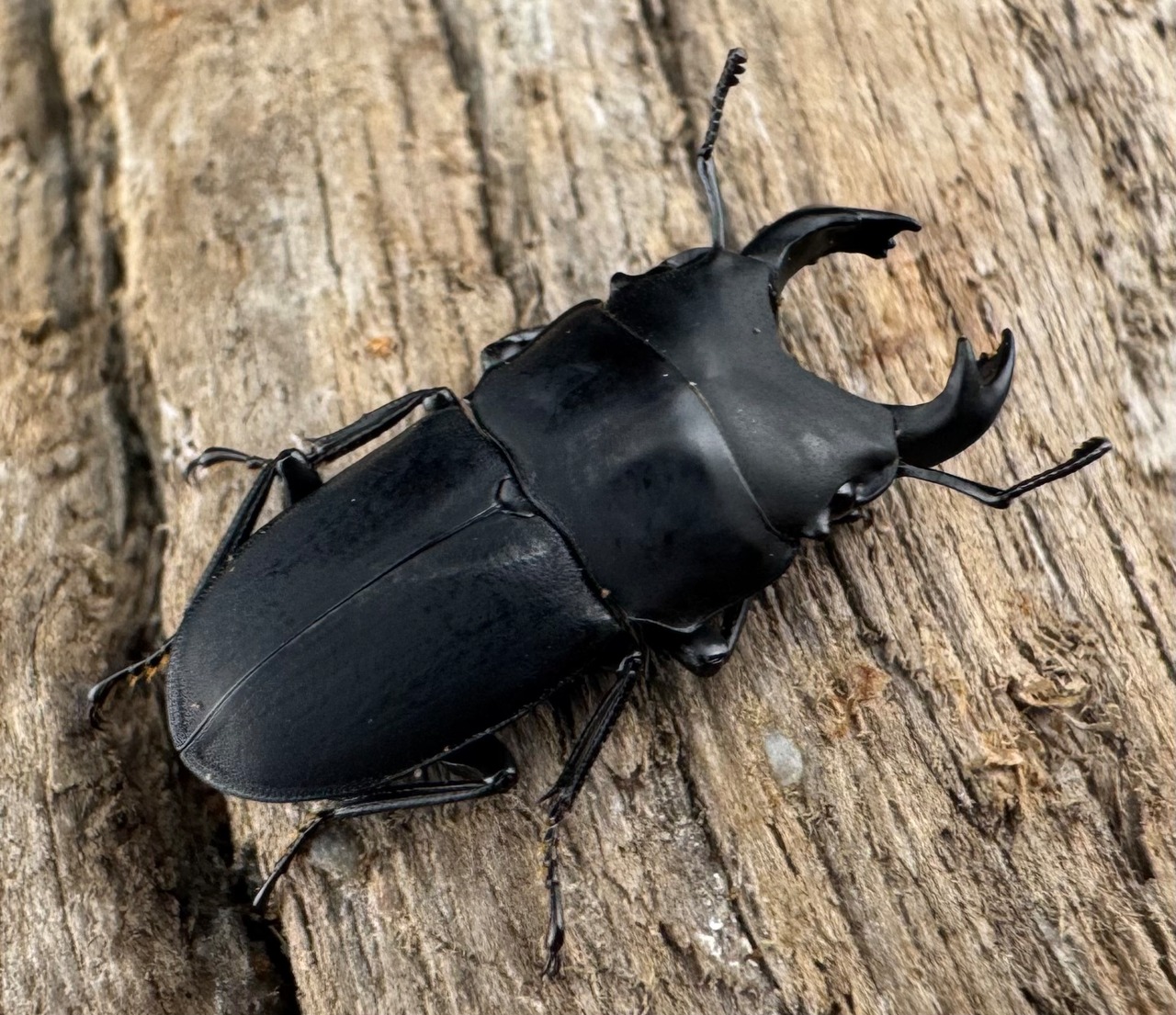 【WF3】《メタドルクス ロトゥンダトゥス 19.5mm ペア》