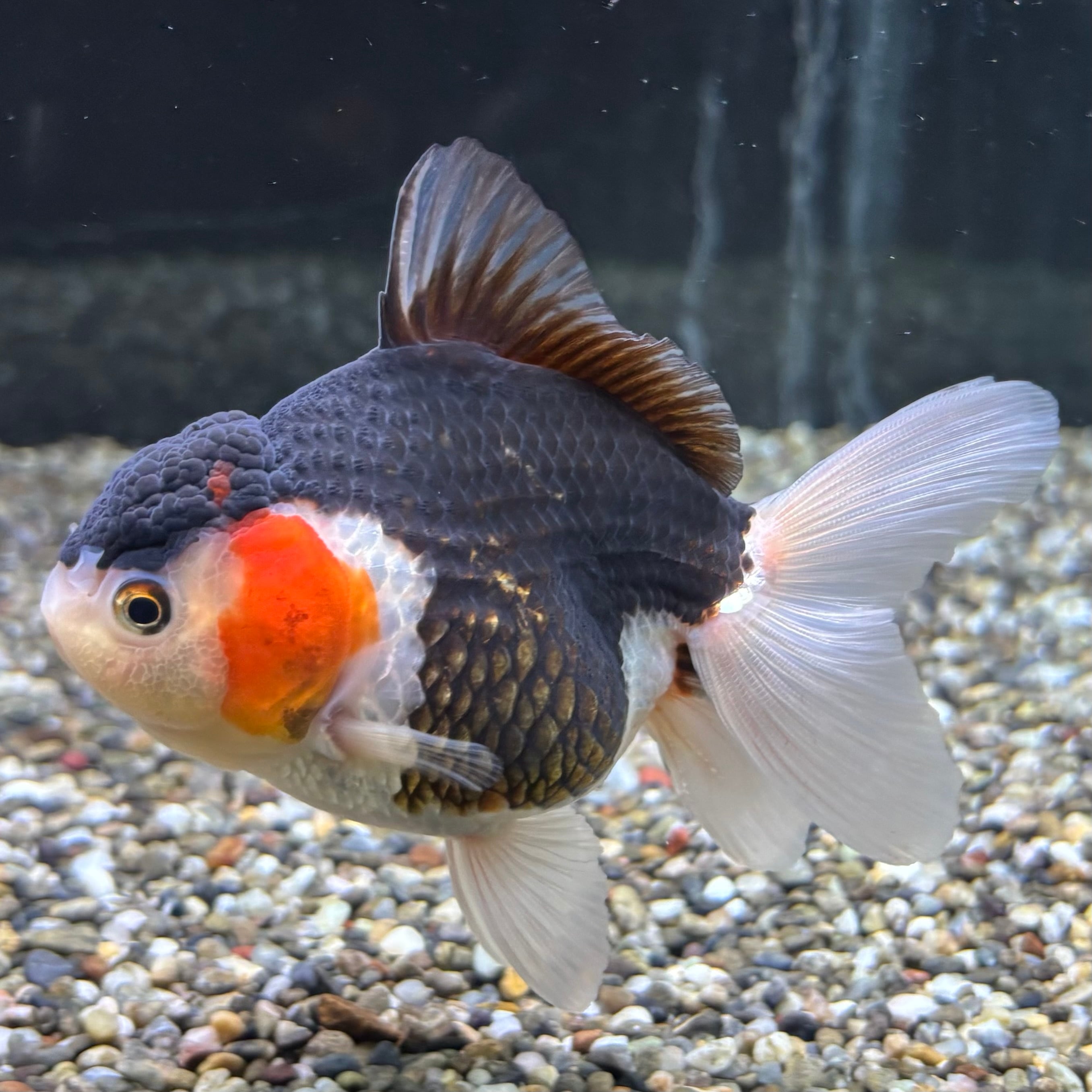 トリカラーオランダ 11cm