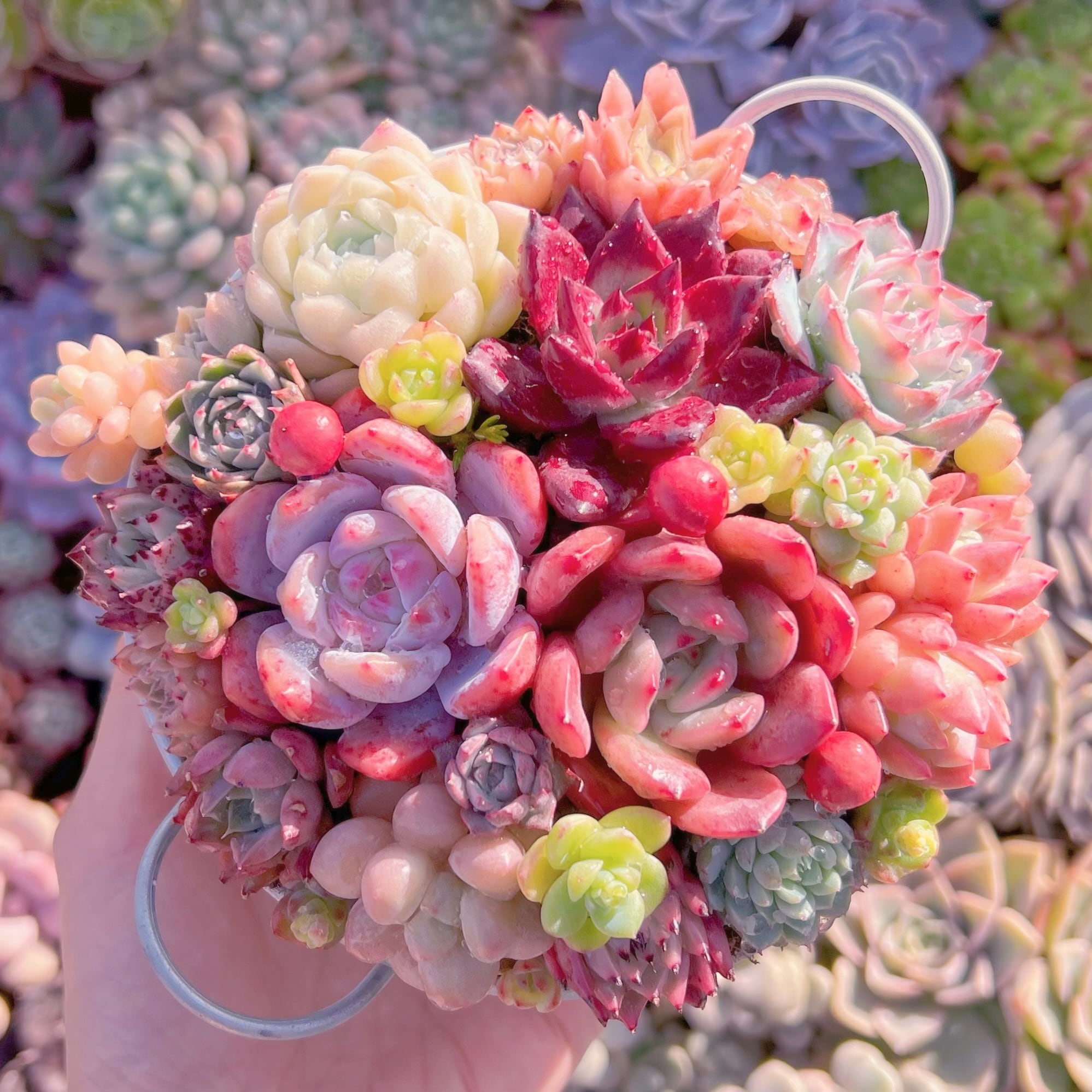 現品　寄せ植え鍋セット#A82   るる農園