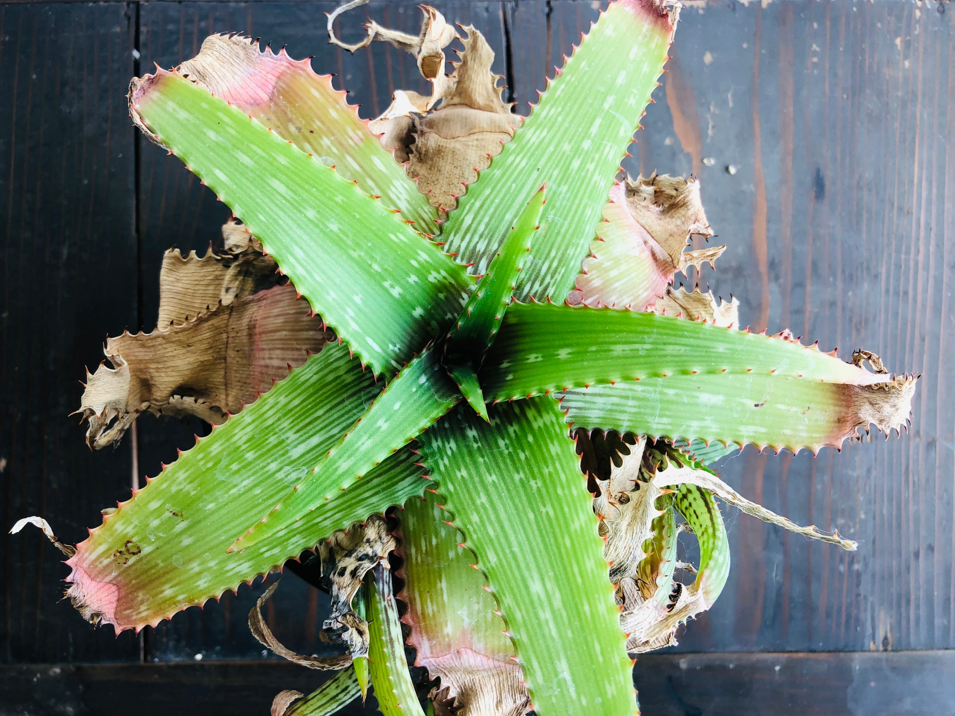 Aloe branddraaiensis アロエ ブランドレイエンシス | plants MARU