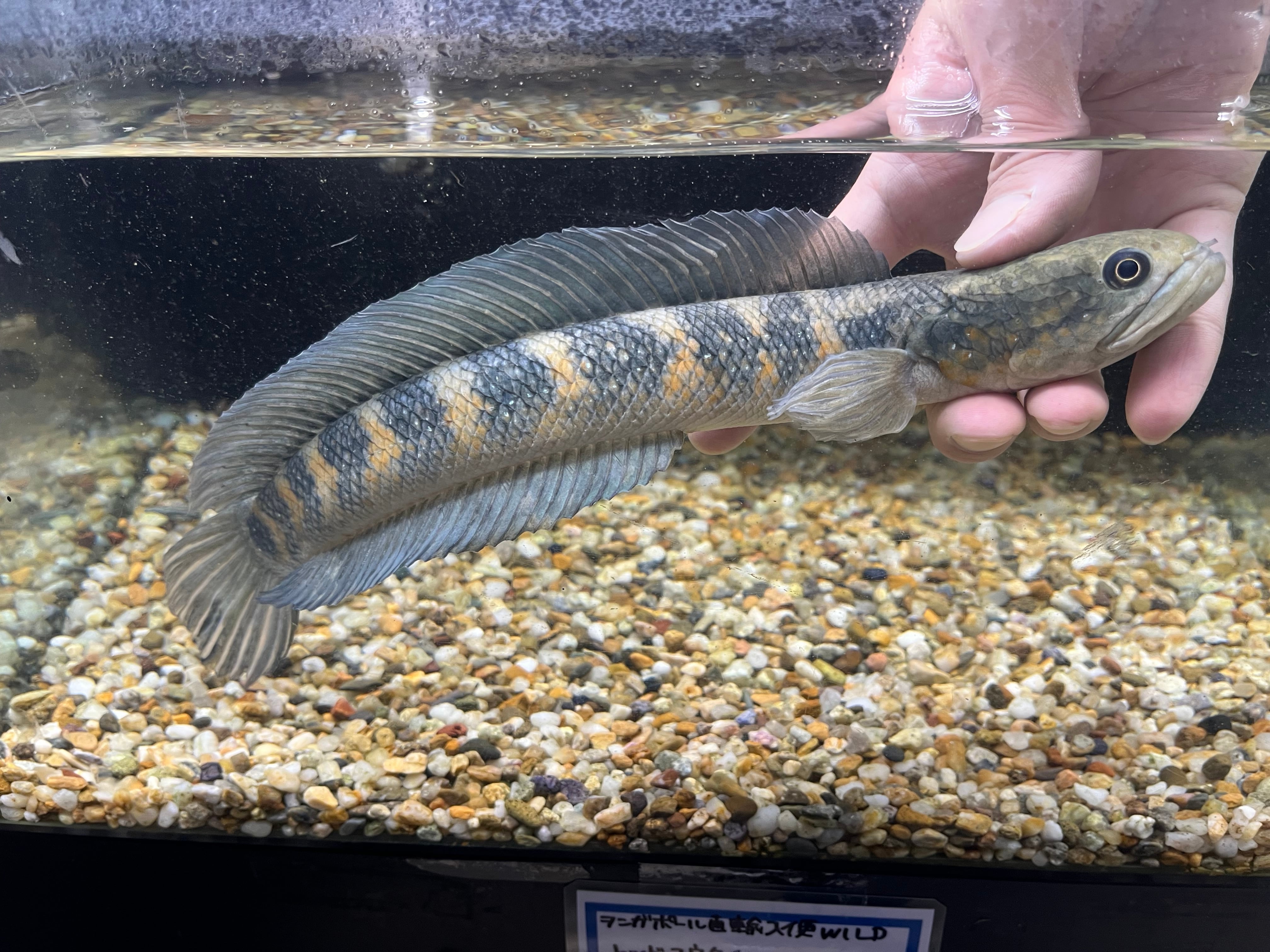 特価！シンガポール直輸入便WILDチャンナプルクラXL22cm± NO8 | アクア