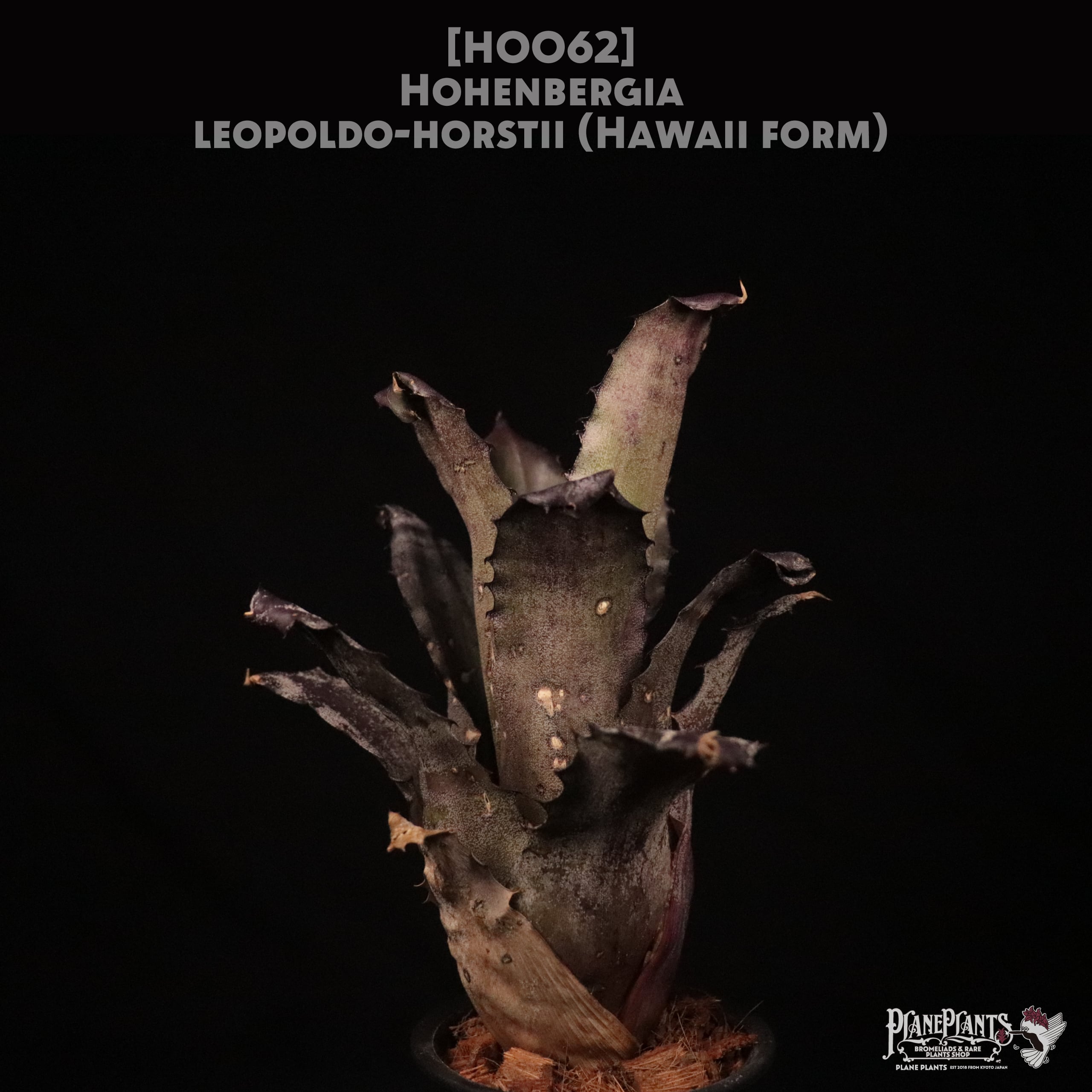 【送料無料】Hohenbergia leopoldo-horstii Hawaii form〔ホヘンベルギア〕現品発送H0062