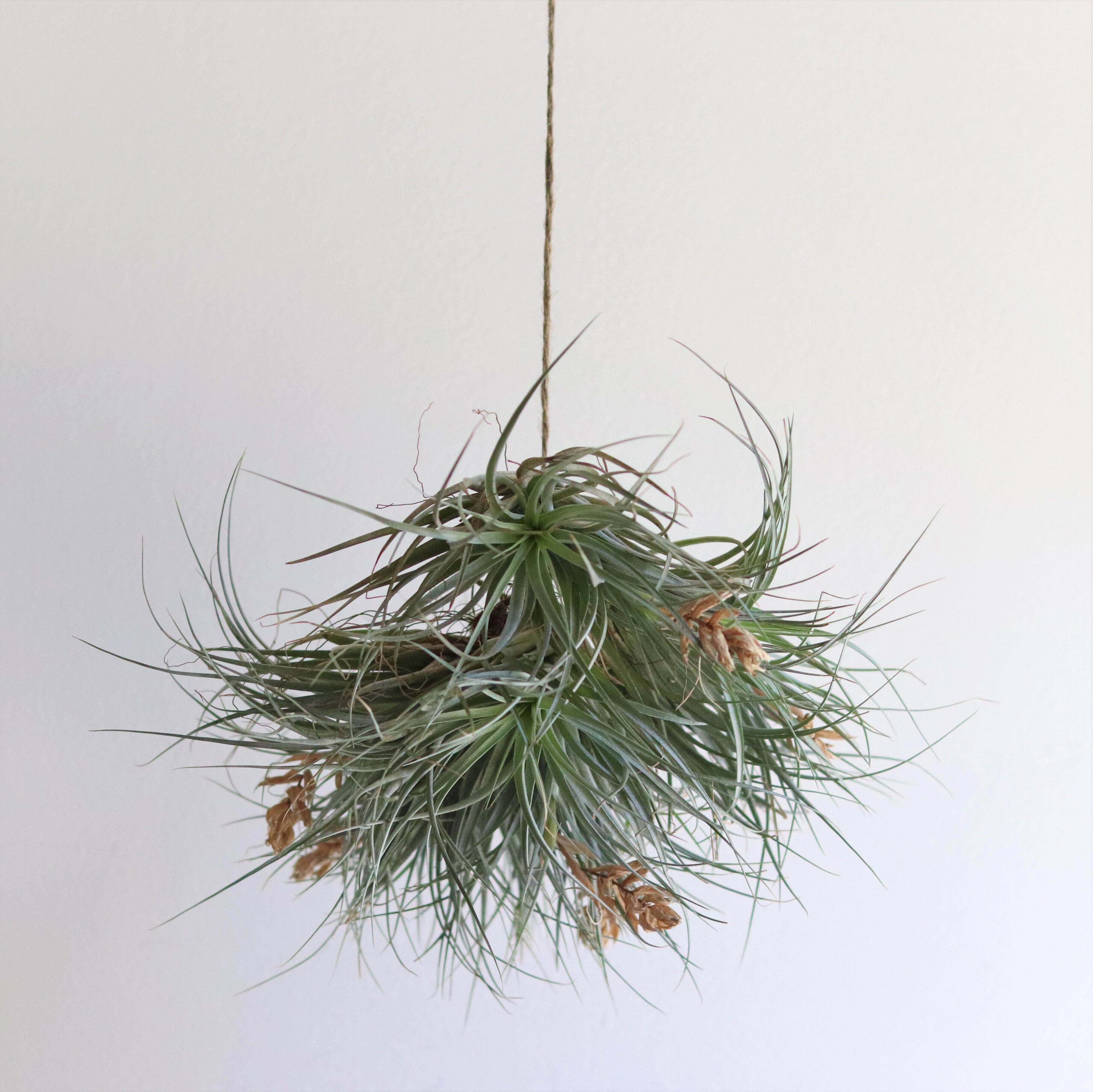 エアープランツ コットンキャンディーブーケ ジーフラットインテリアショップ Online Shop エアープランツ コットンキャンディーブーケ ジーフラットインテリアショップ Online Shop