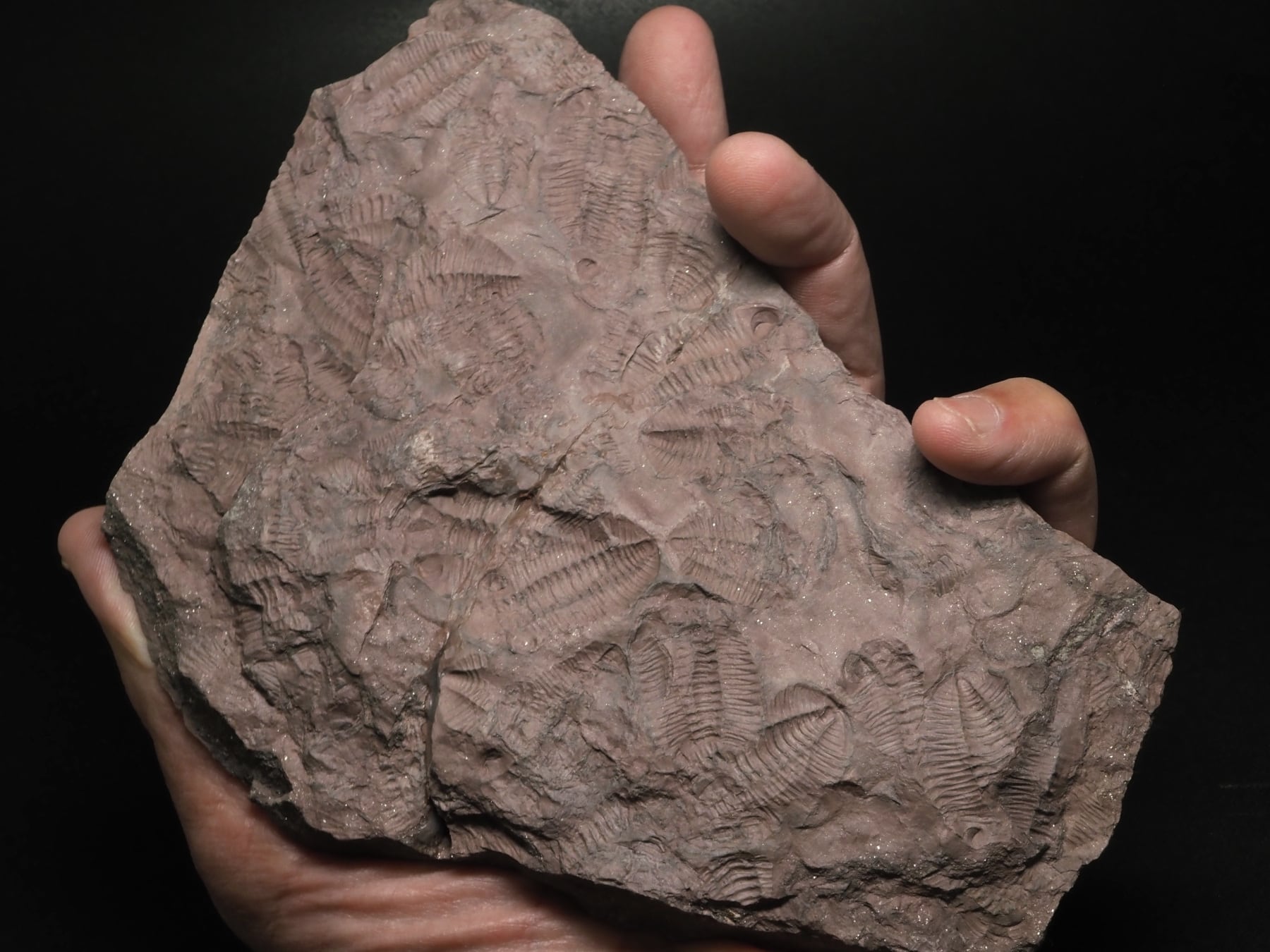 大量の死骸層！三葉虫【Morgatia sp.】【1411g】モロッコ王国産/恐竜