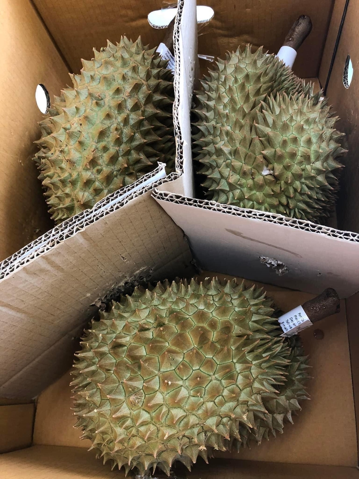 タイ産 モントン種のドリアン2.8-3.5キロ 1玉・Thai Fresh Monthong 