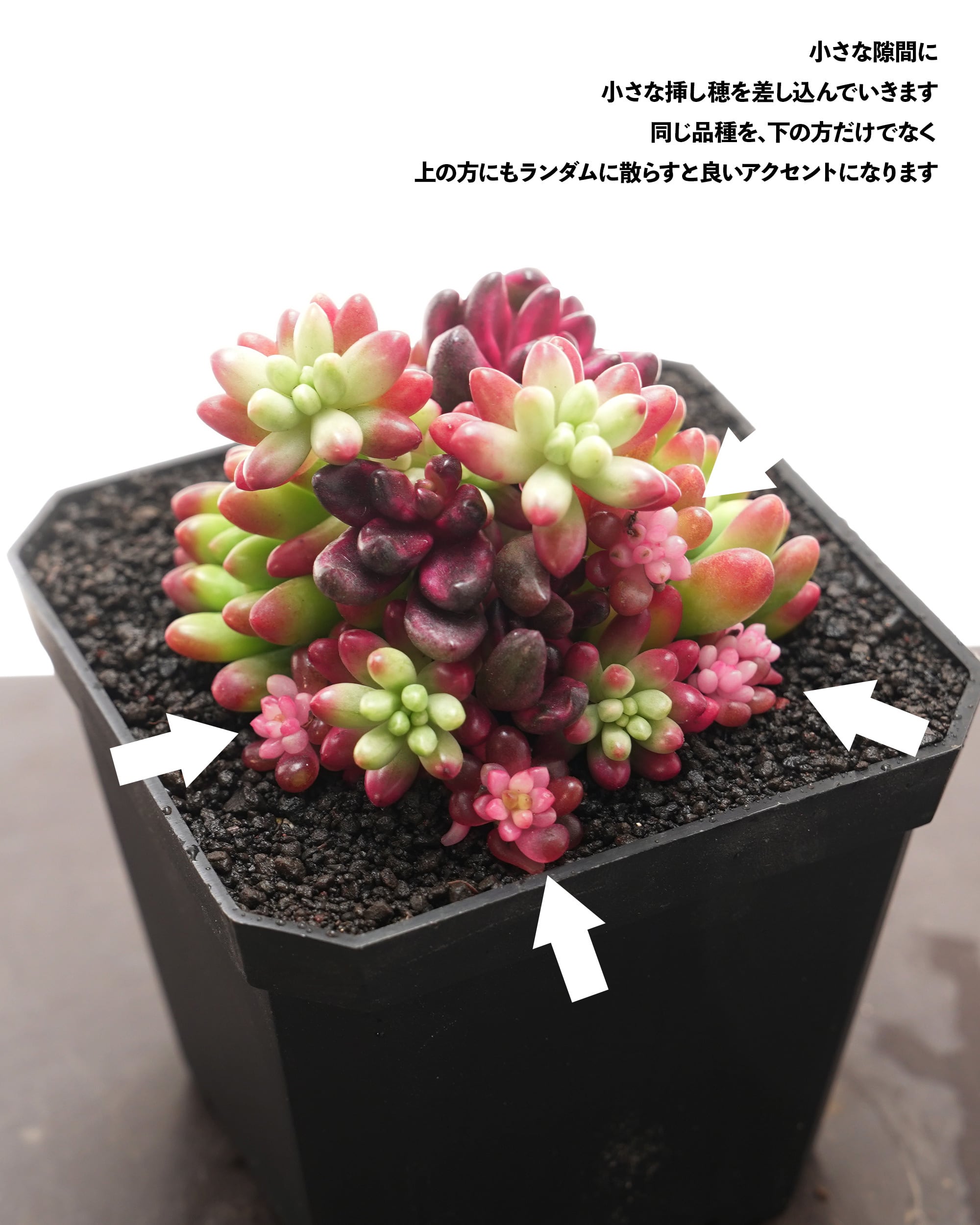 セットD セダム寄植 6種】フルフラセウム錦／クラウディア／クラウゼン