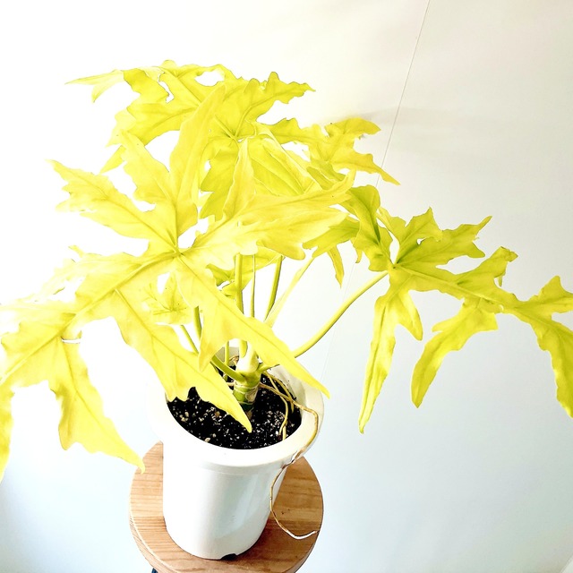 光を纏うリーフ セロームゴールド 観葉植物 calm cafe