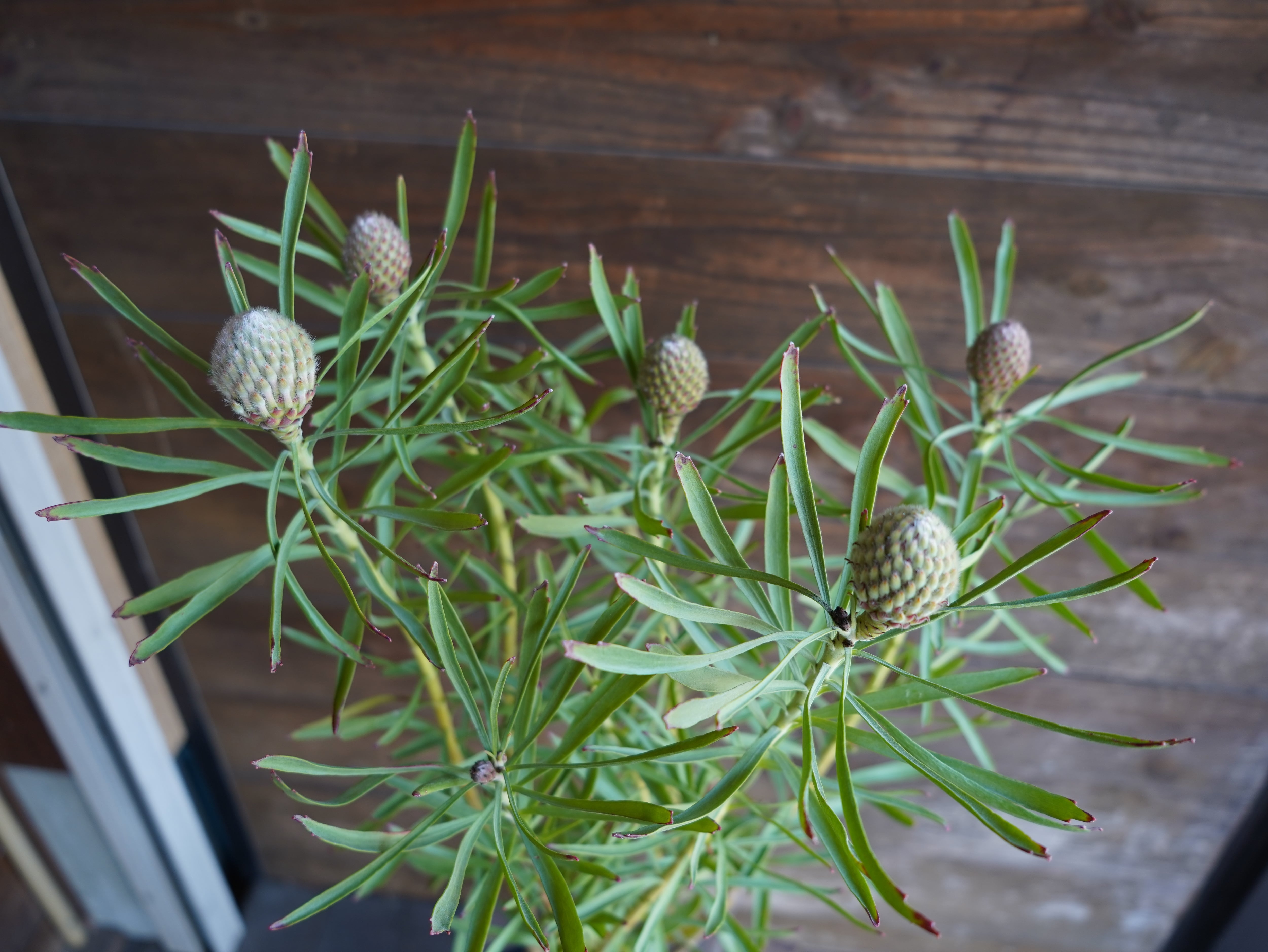 【現物】リューコスペルマム "リゴレット"