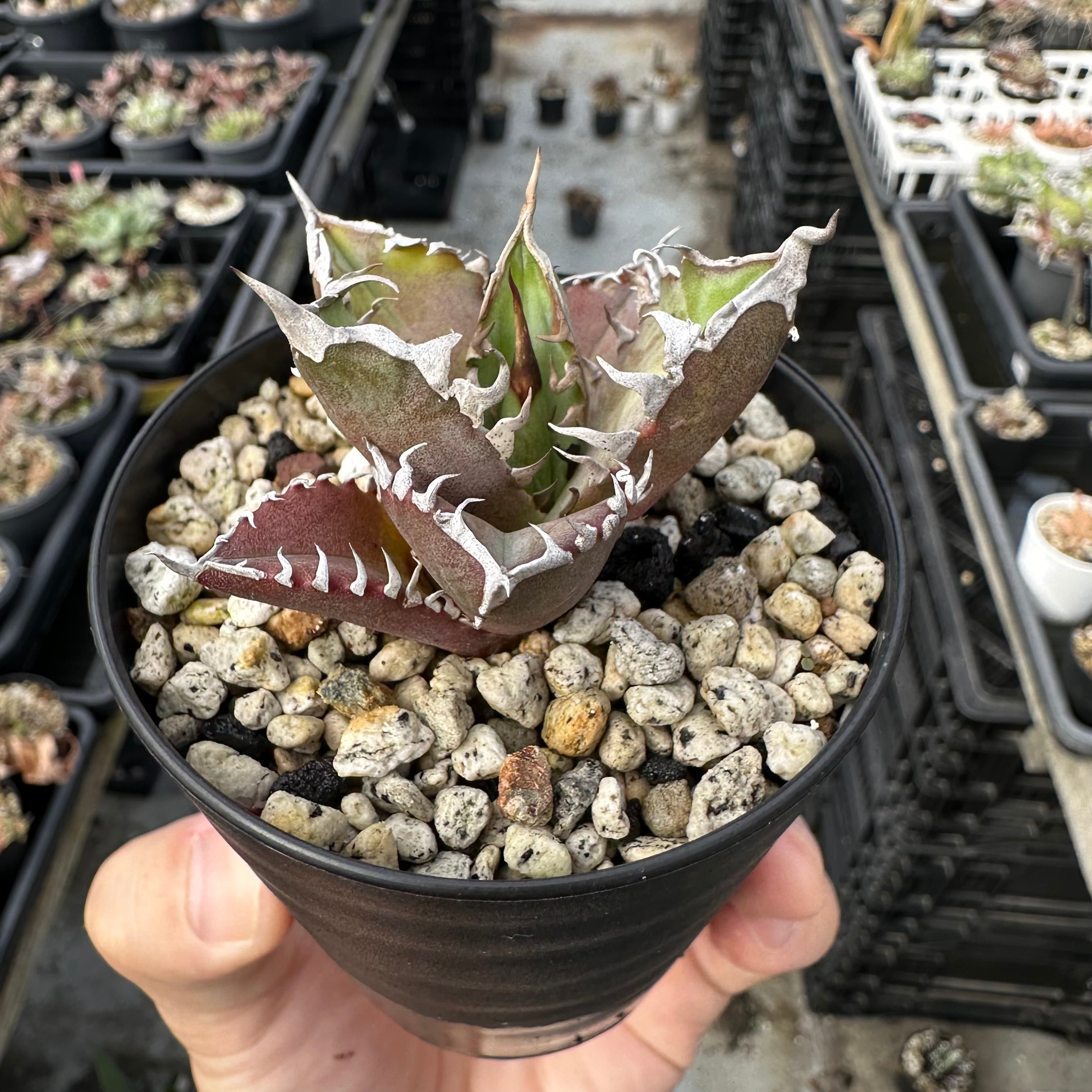 アガベ チタノタ レッドキャットウィーズル ゴリ猫 抜き