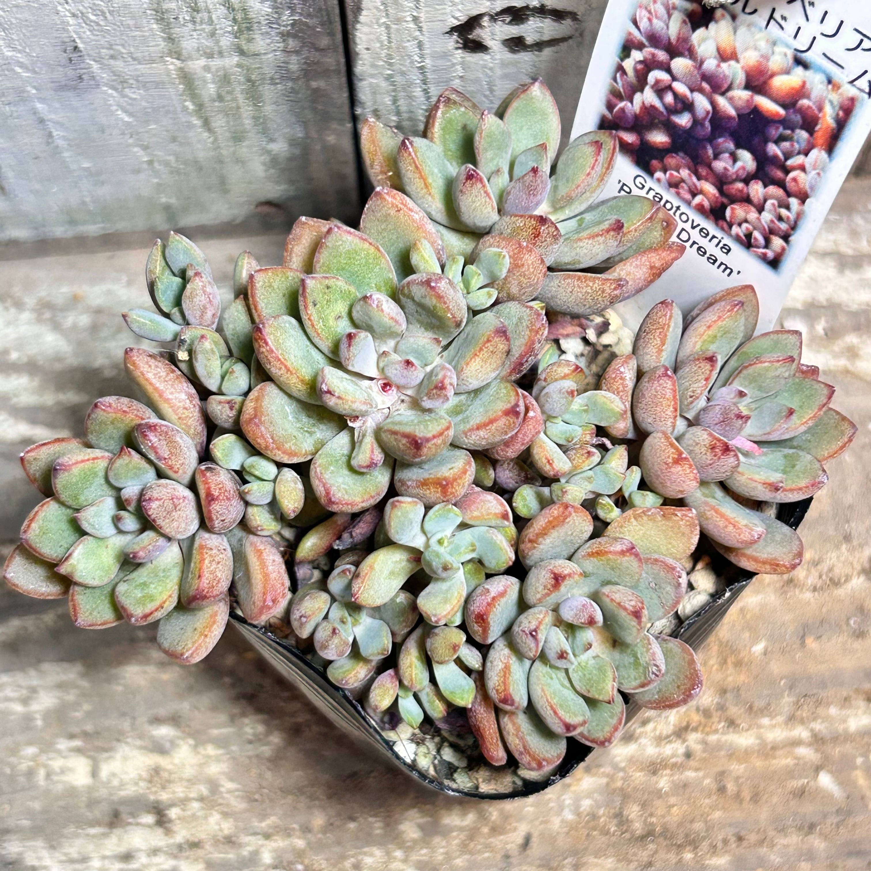 プロリフィカ錦 | RuPo 多肉植物専門店
