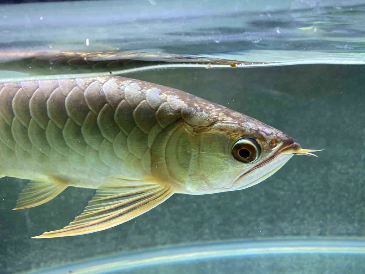 アジアアロワナ・過背金龍 (ゴールデンヘッド) | アロワナ等の大型魚 