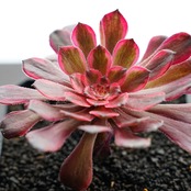 カット苗 ダンシングビューティ Aeonium 'WuTianji'