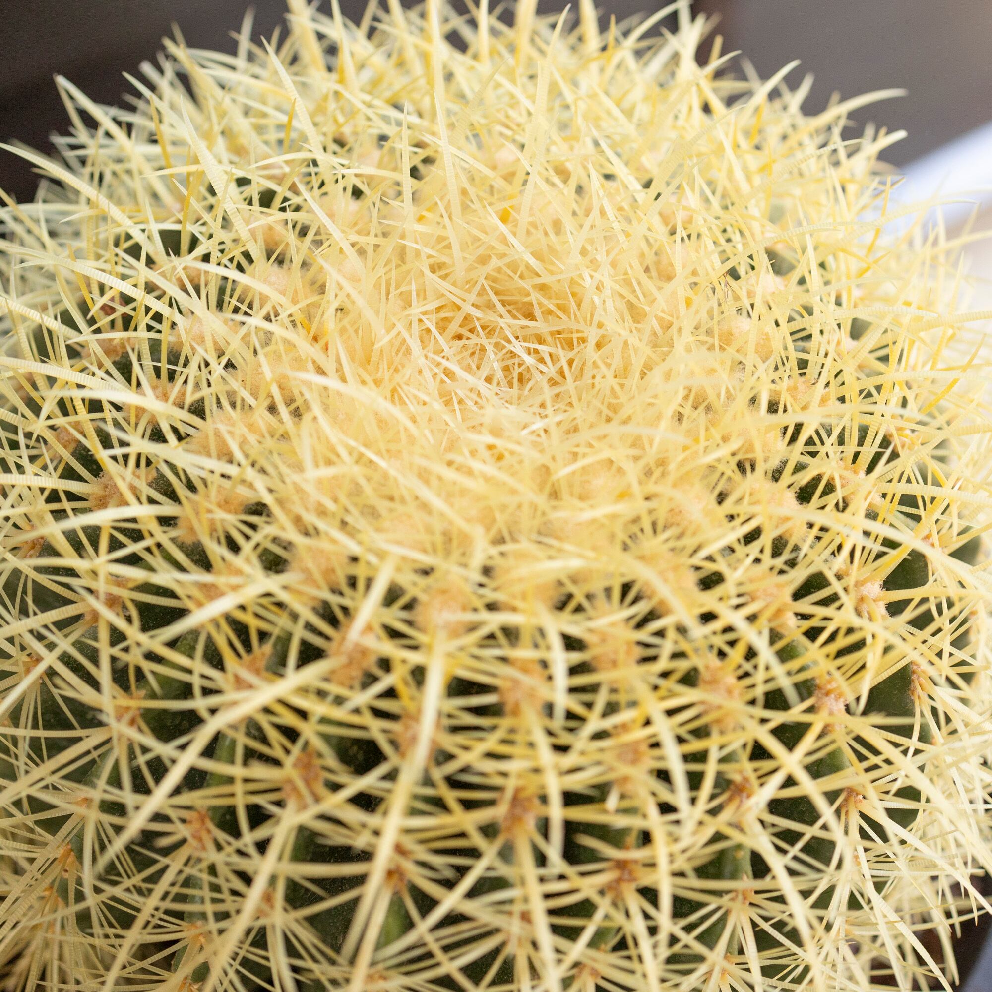 スクレント様弁慶柱30金鯱10 特大！希少！柱サボテン ベンケイチュウ 弁慶柱 70cm超！