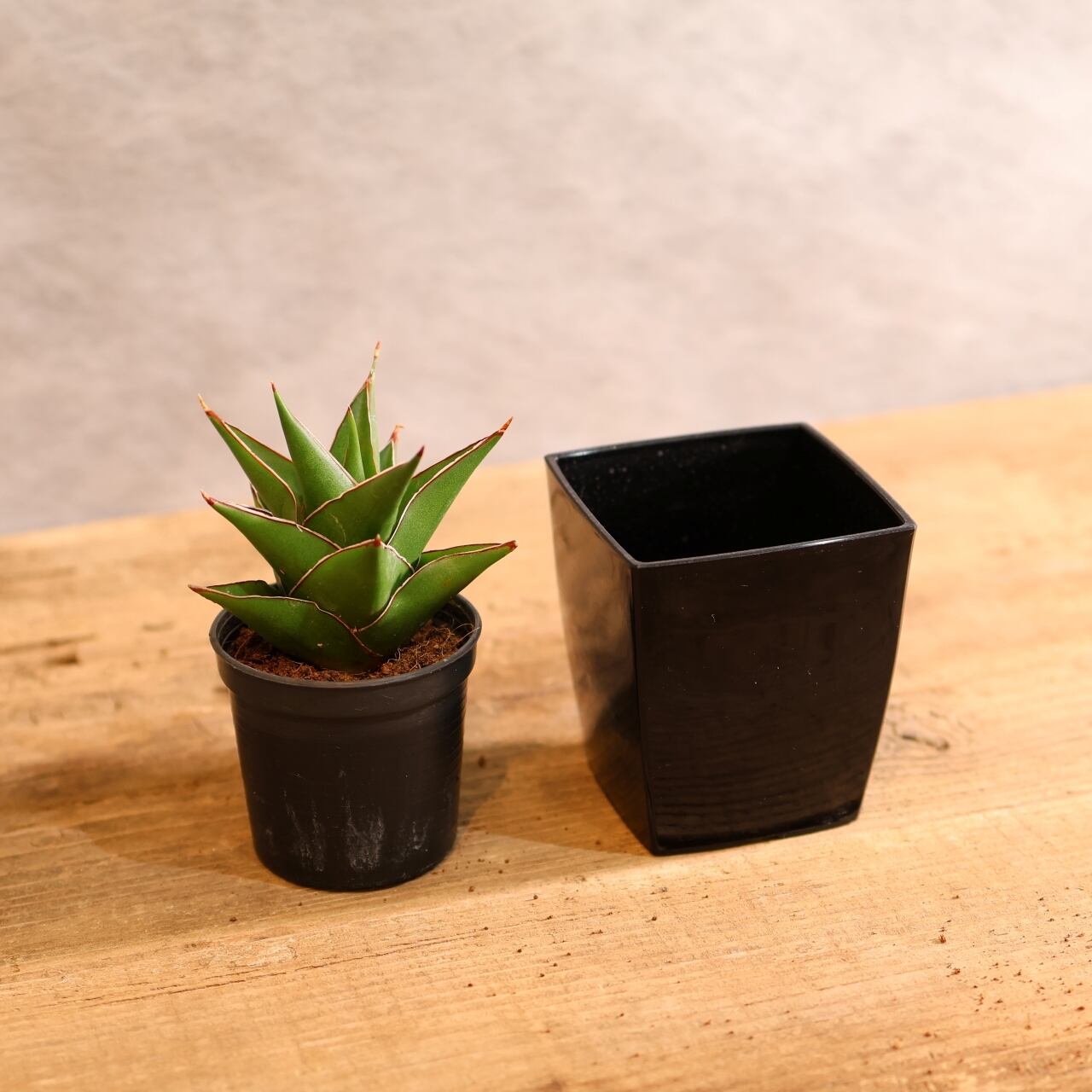 311 凛として育つ『サンスベリア タワーブルー』観葉植物 【送料無料