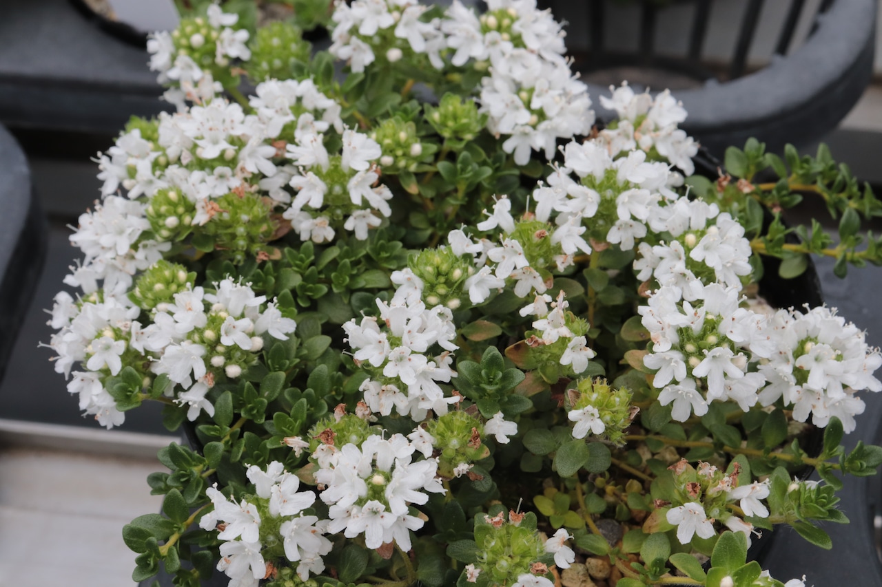シロバナイブキジャコウソウ(白花伊吹麝香草)7.5〜9cm【山野草】の画像02
