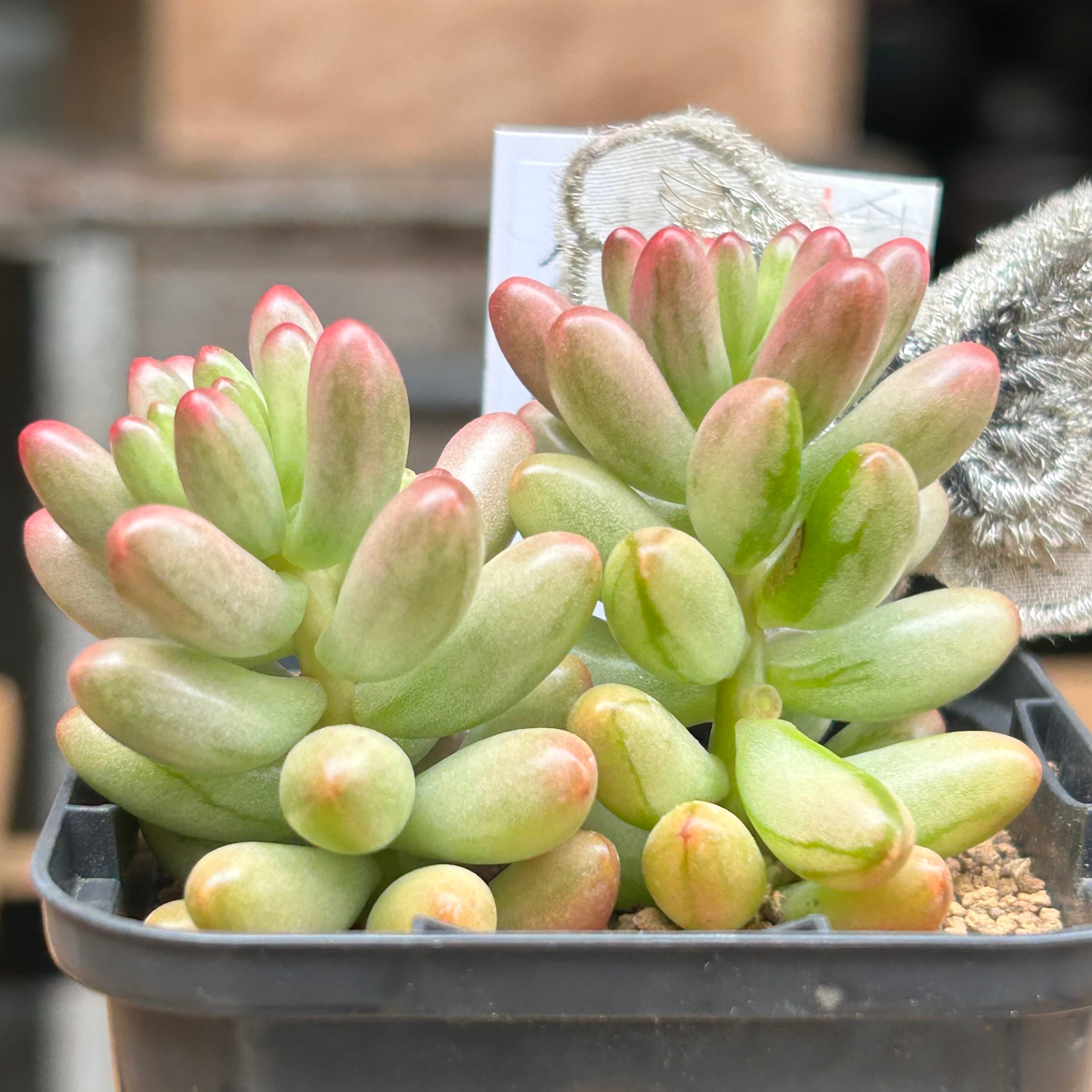 クラウゼン錦 セダム | RuPo 多肉植物専門店