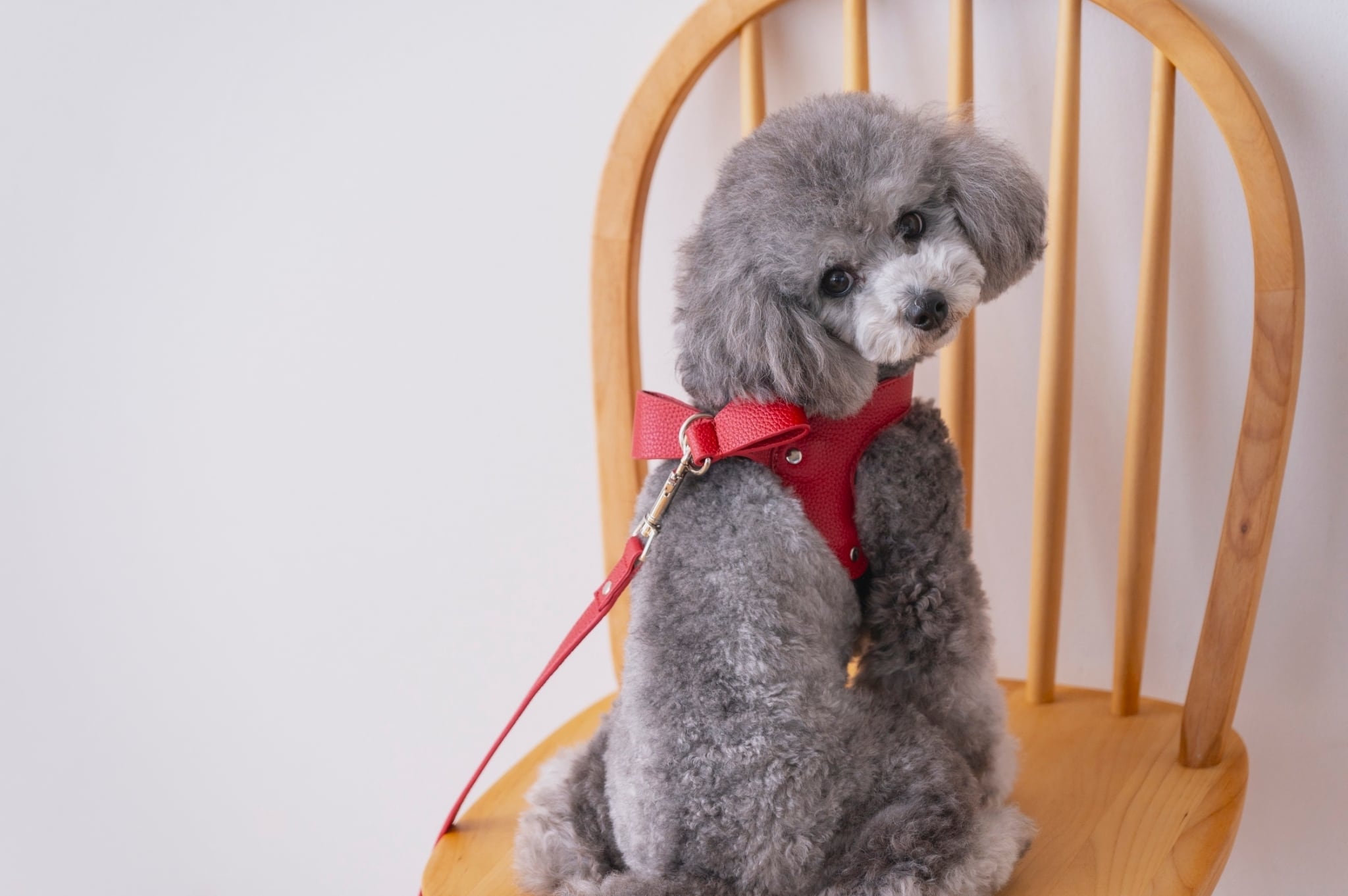 COLLAR /HARNESS/ LEAD | Milla Noue ミラヌー