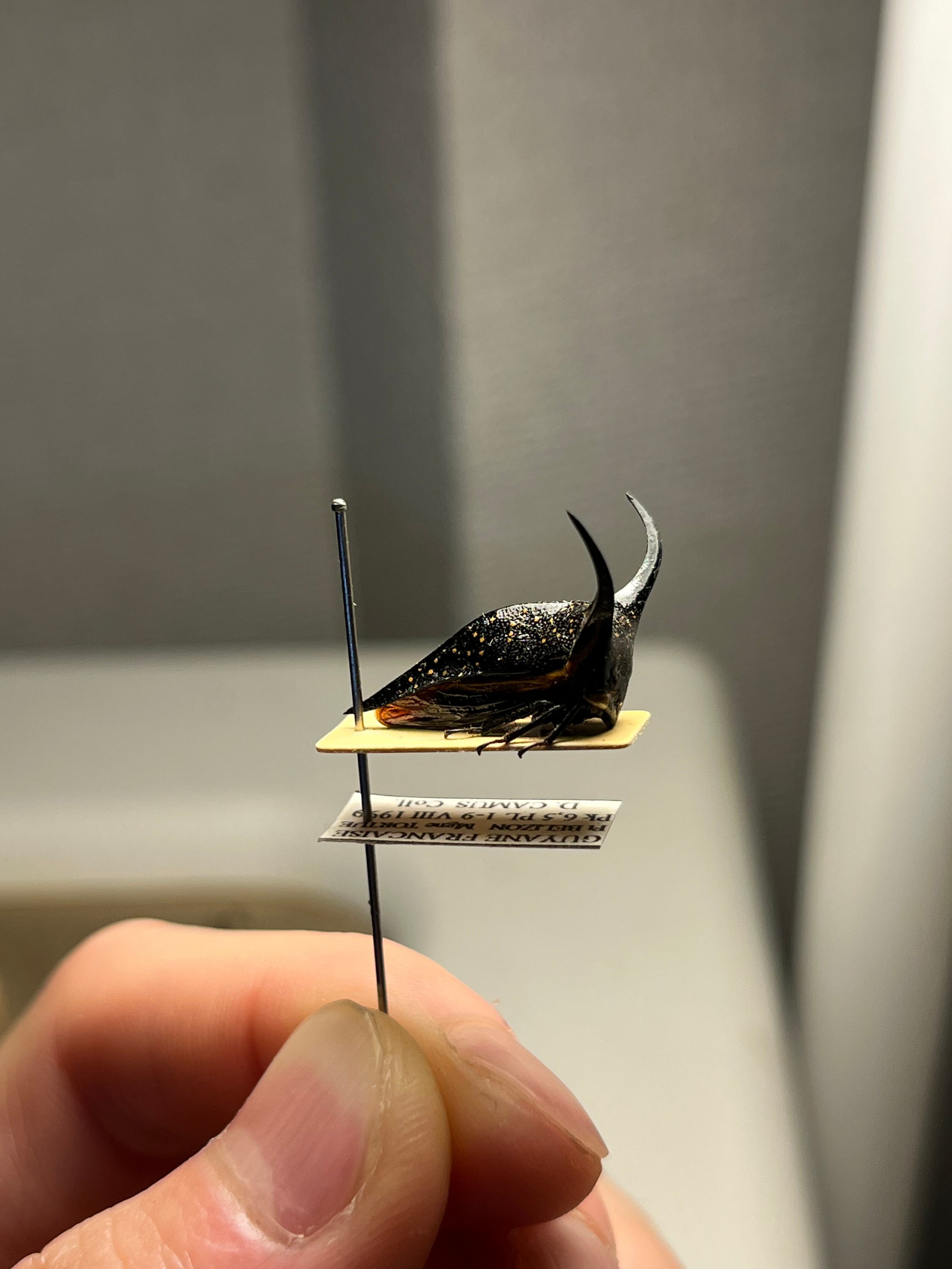 角蝉最大種】Hemikyptha marginata ツノゼミ セミ ホタル 蛍 タマムシ