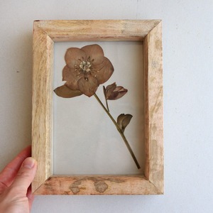 【1点もの ・ 2L判】ボタニカルフラワーのアンティークフレーム A クリスマスローズ* レトロ ボタニカル アンティーク調 フラワーリース 北欧インテリア 開店祝い プレゼント 誕生日 ギフト グリーン ナチュラル かわいい ボタニカル おしゃれ 植物標本