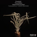 【送料無料】'Crowning Glory'〔エアプランツ〕現品発送T4025