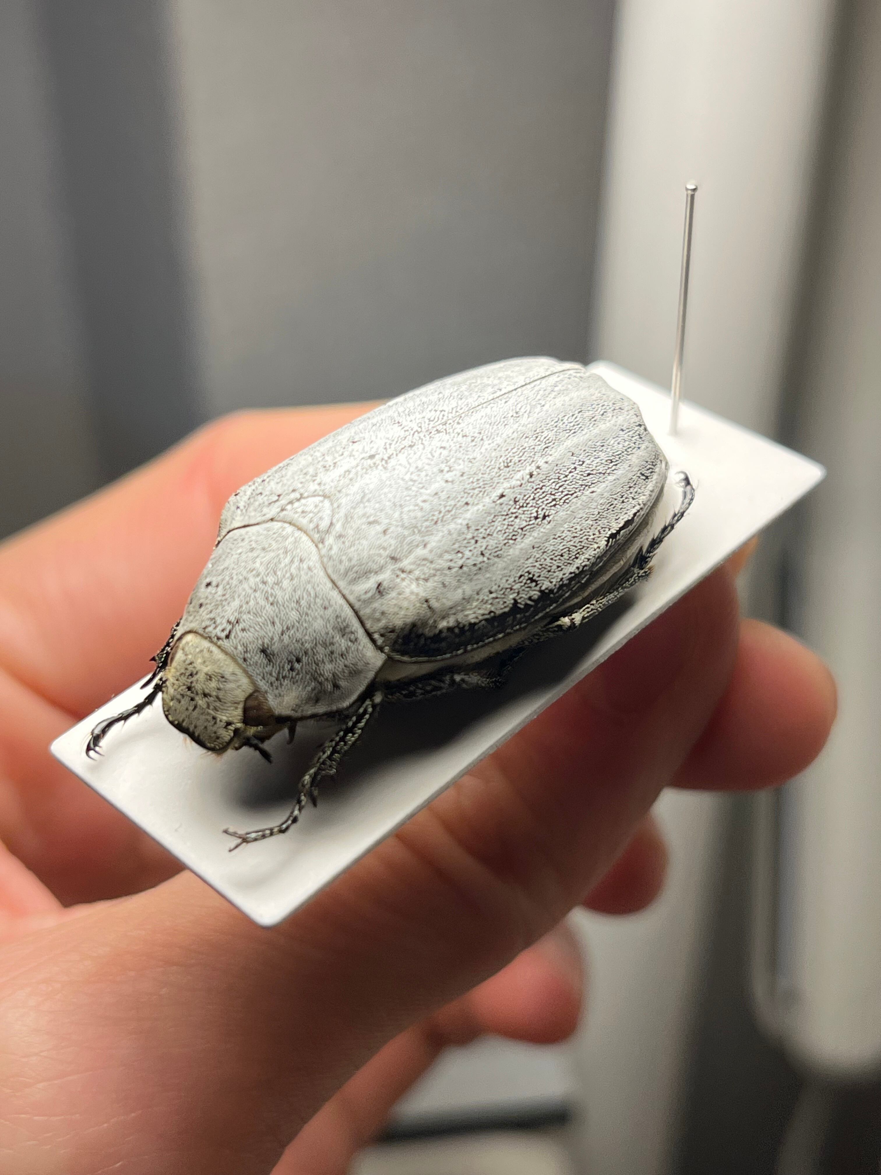 38mm】マッシロコガネ Cyphochilus 地球上で最も白い生物 プラチナ