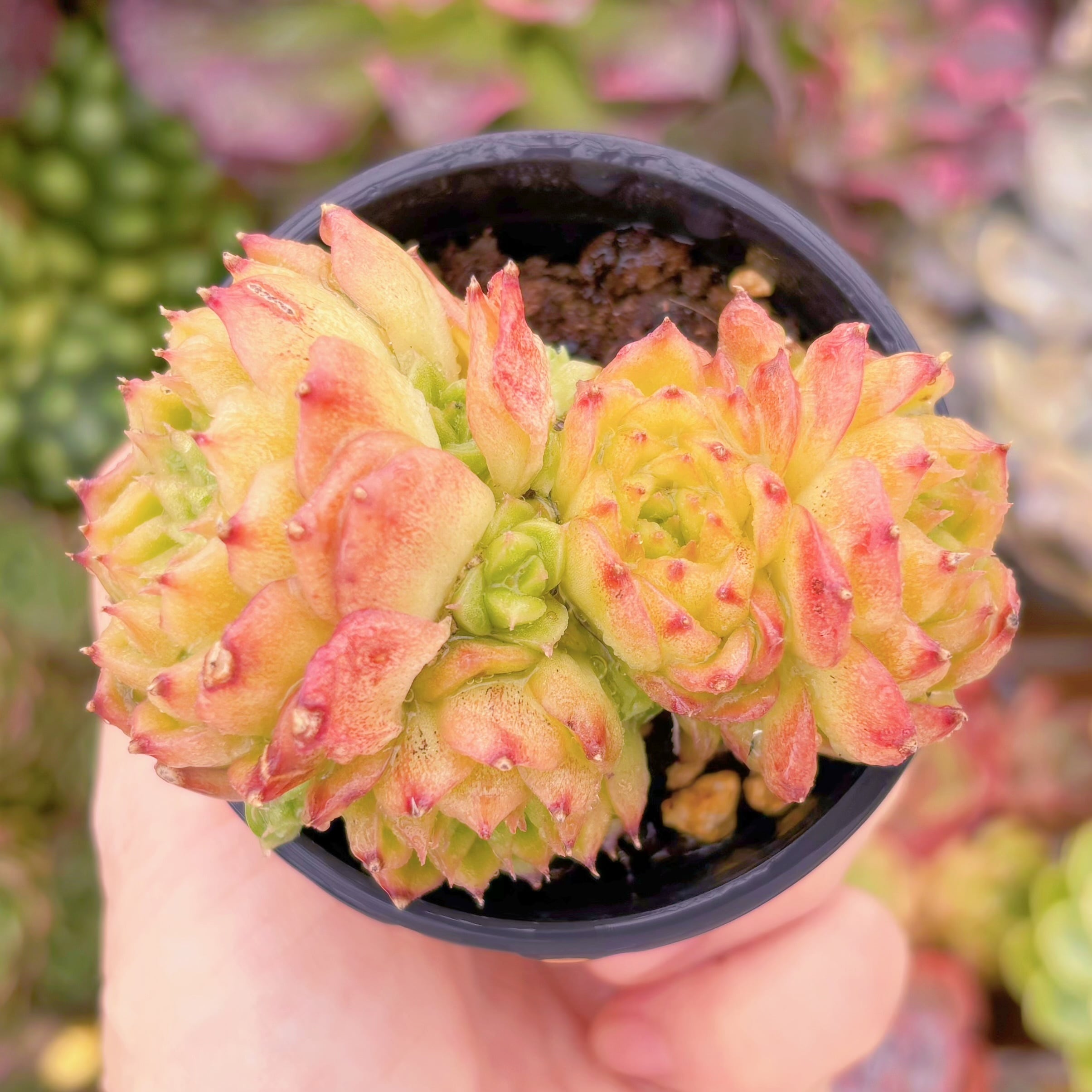 現品　楓霏#016　群生　るる農園