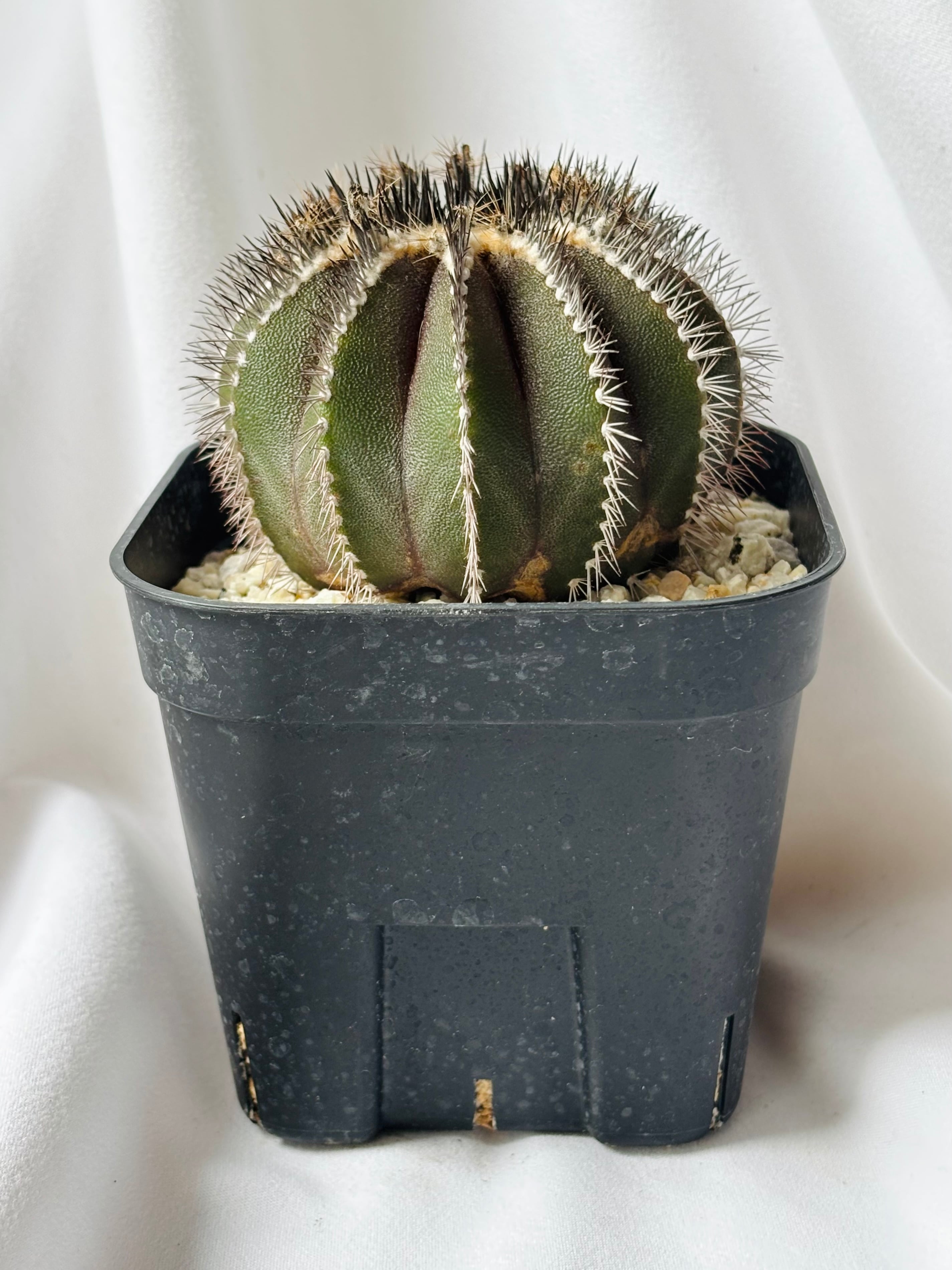 Uebelmmania pectinifera ユーベルマニア・ペクチニフェラ サボテン