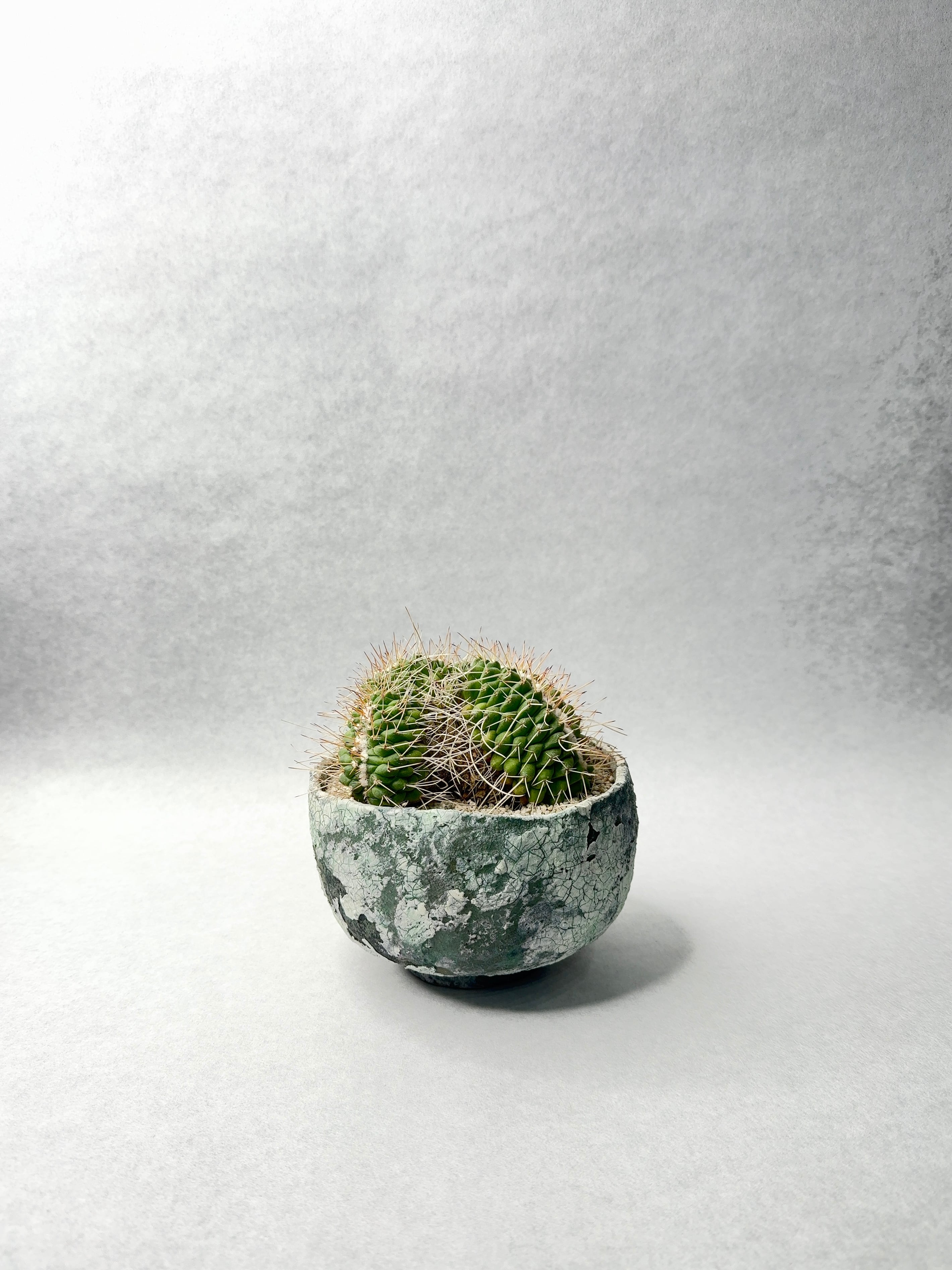 マミラリア・白竜丸綴化 | trigger