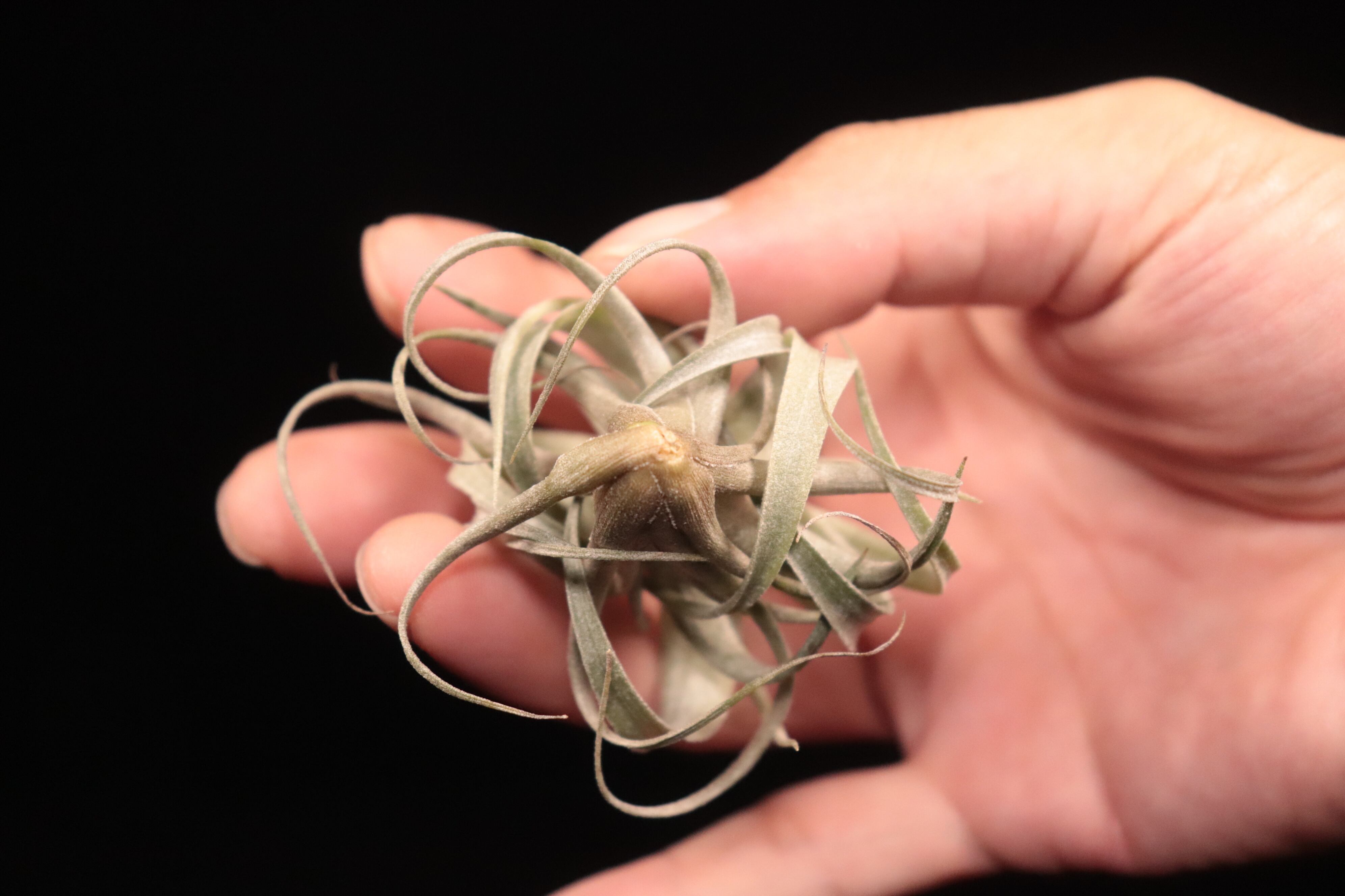 reserved】lorentziana × streptophylla 'Mexico'〔エアプランツ〕現品
