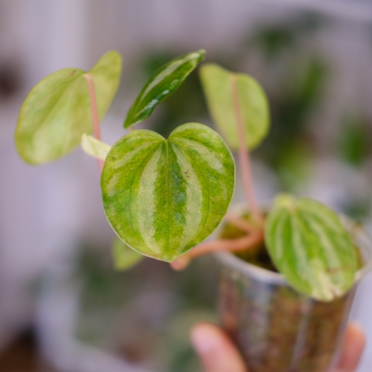 Peperomia argyreia variegated / 極斑入り スイカペペロニア⑦│観葉植物