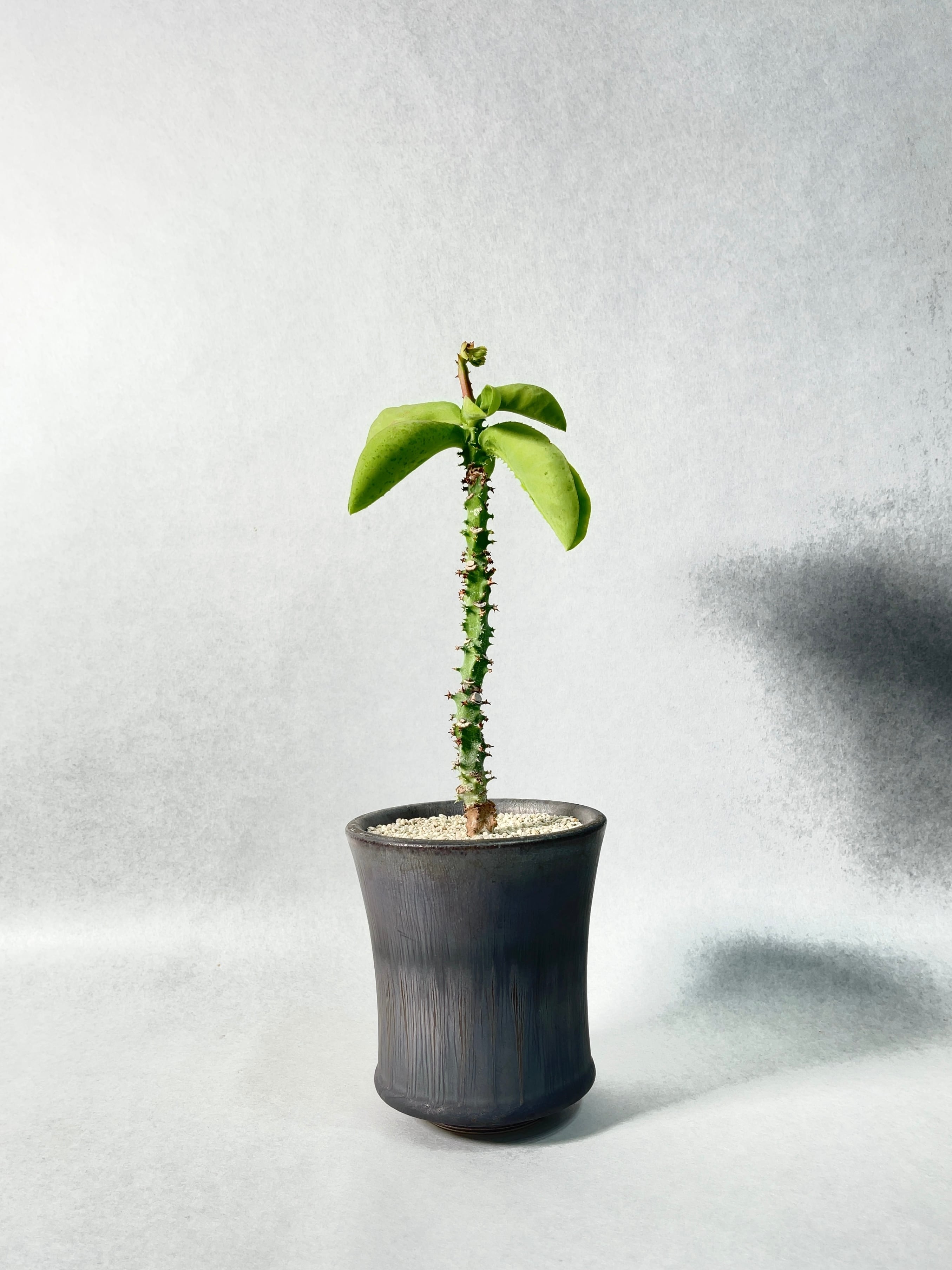 414f5afbe4fc925d07d47b4973456d