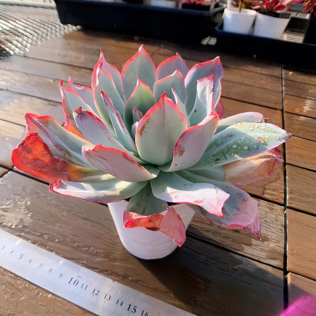 農園直売 多肉植物 寄せ植え エケベリア属 カリビアンブルー