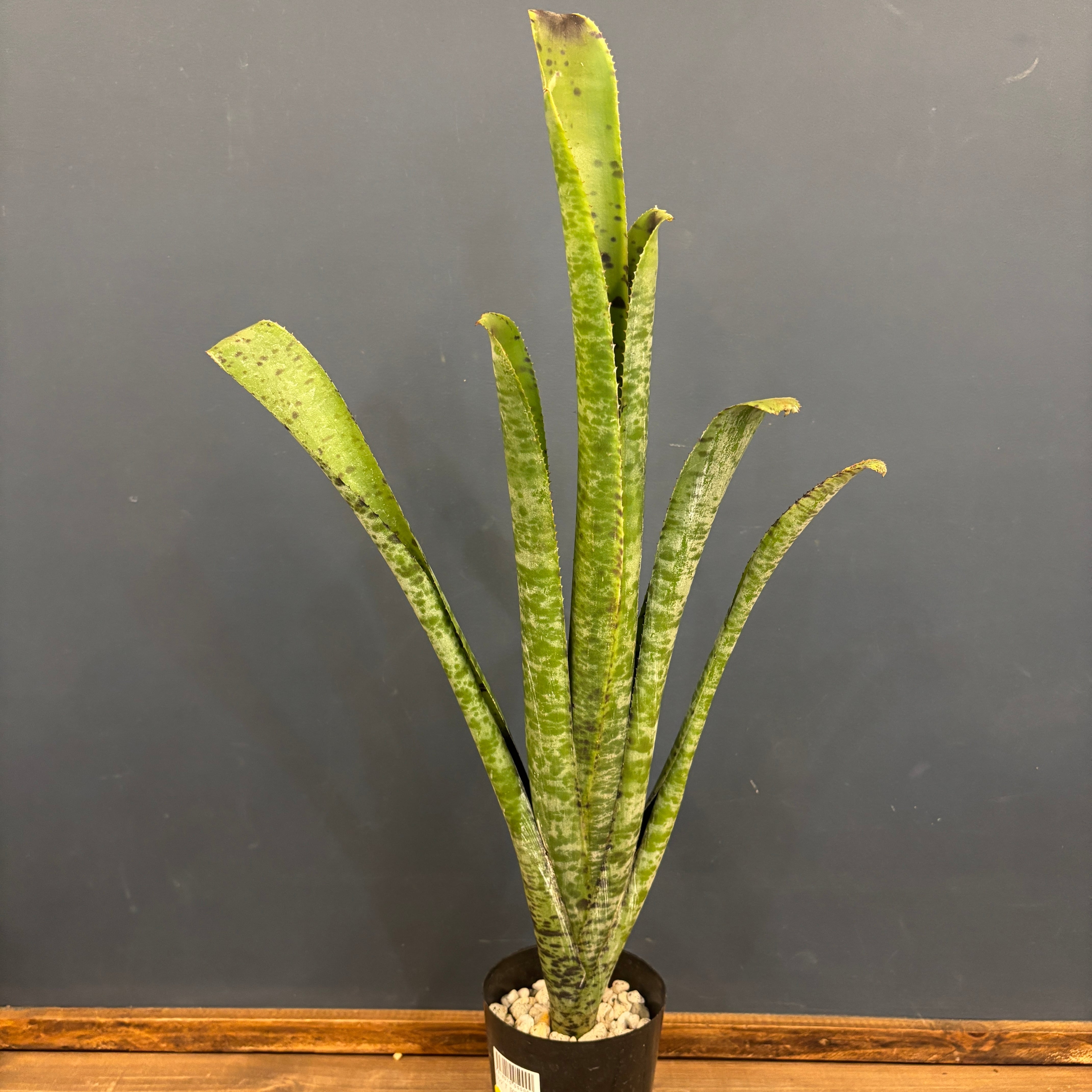 タンクブロメリア | PROTOLEAF プロトリーフ