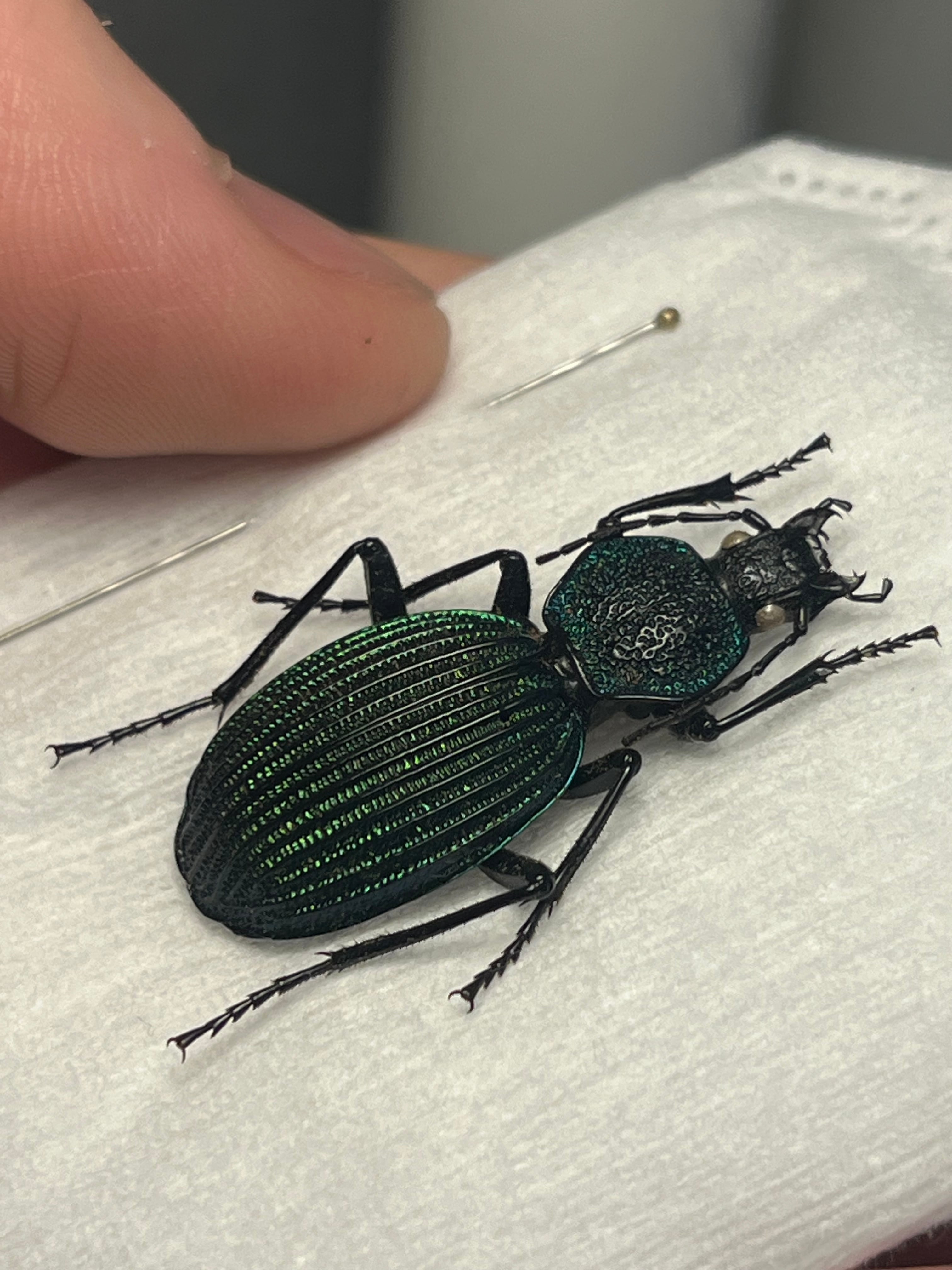 オモニキチュウ